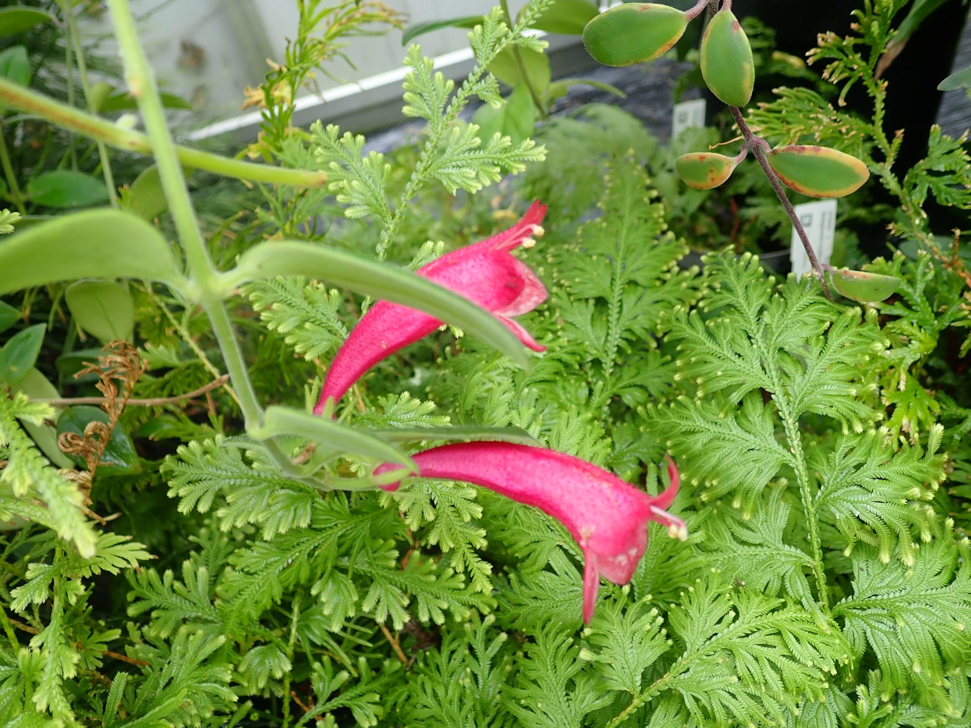 Image of Aeschynanthus ellipticus