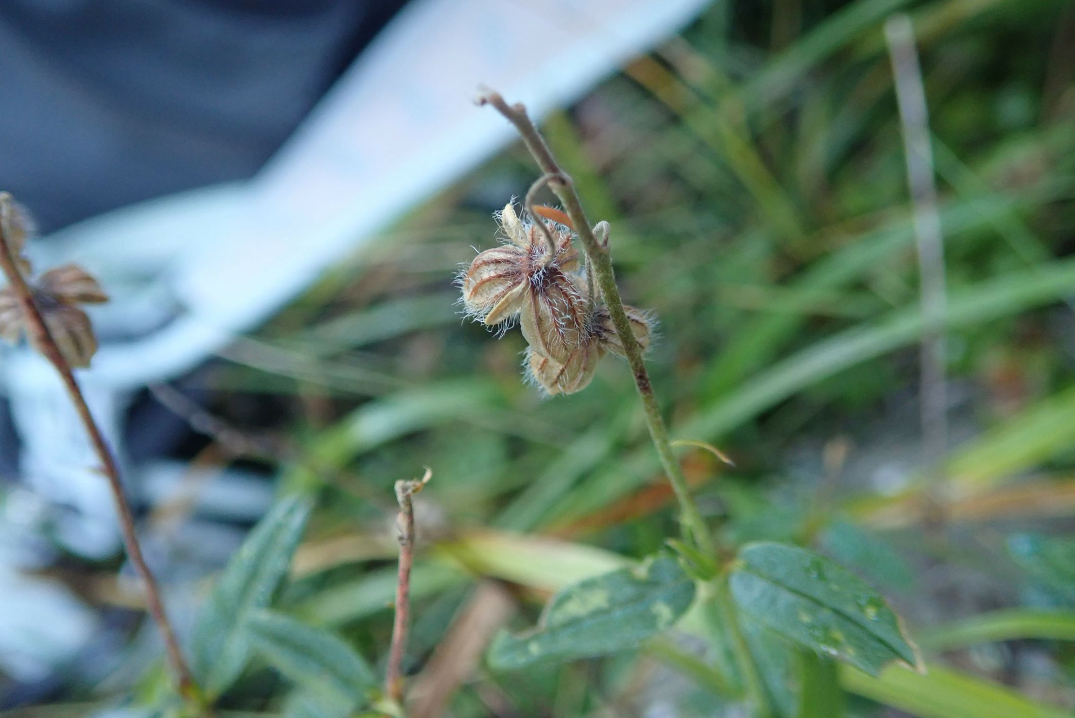Image of Helianthemum nummularium var. pyrenaicum