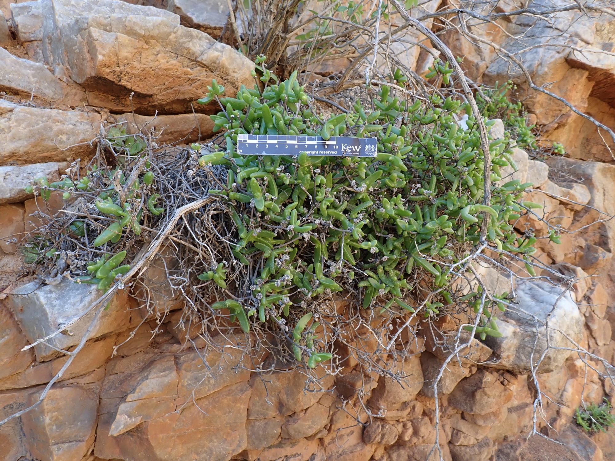 Image of Mitrophyllum dissitum