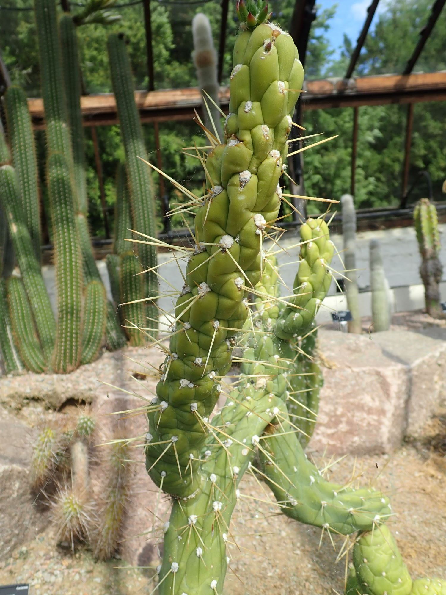 Image of Austrocylindropuntia subulata subsp. subulata