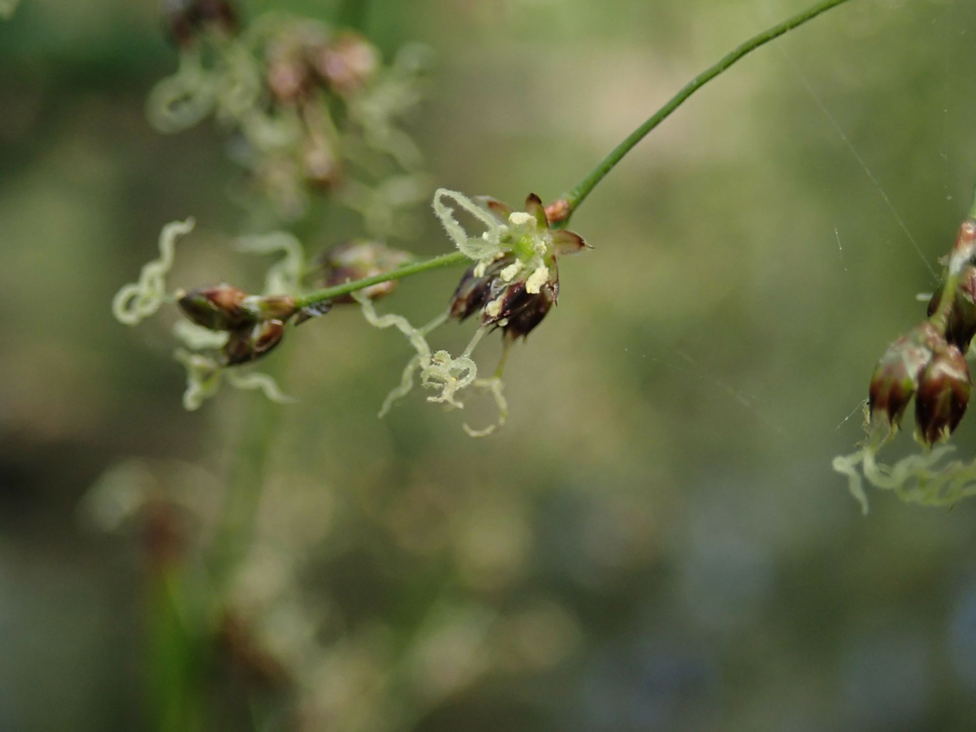 Image of Luzula sylvatica