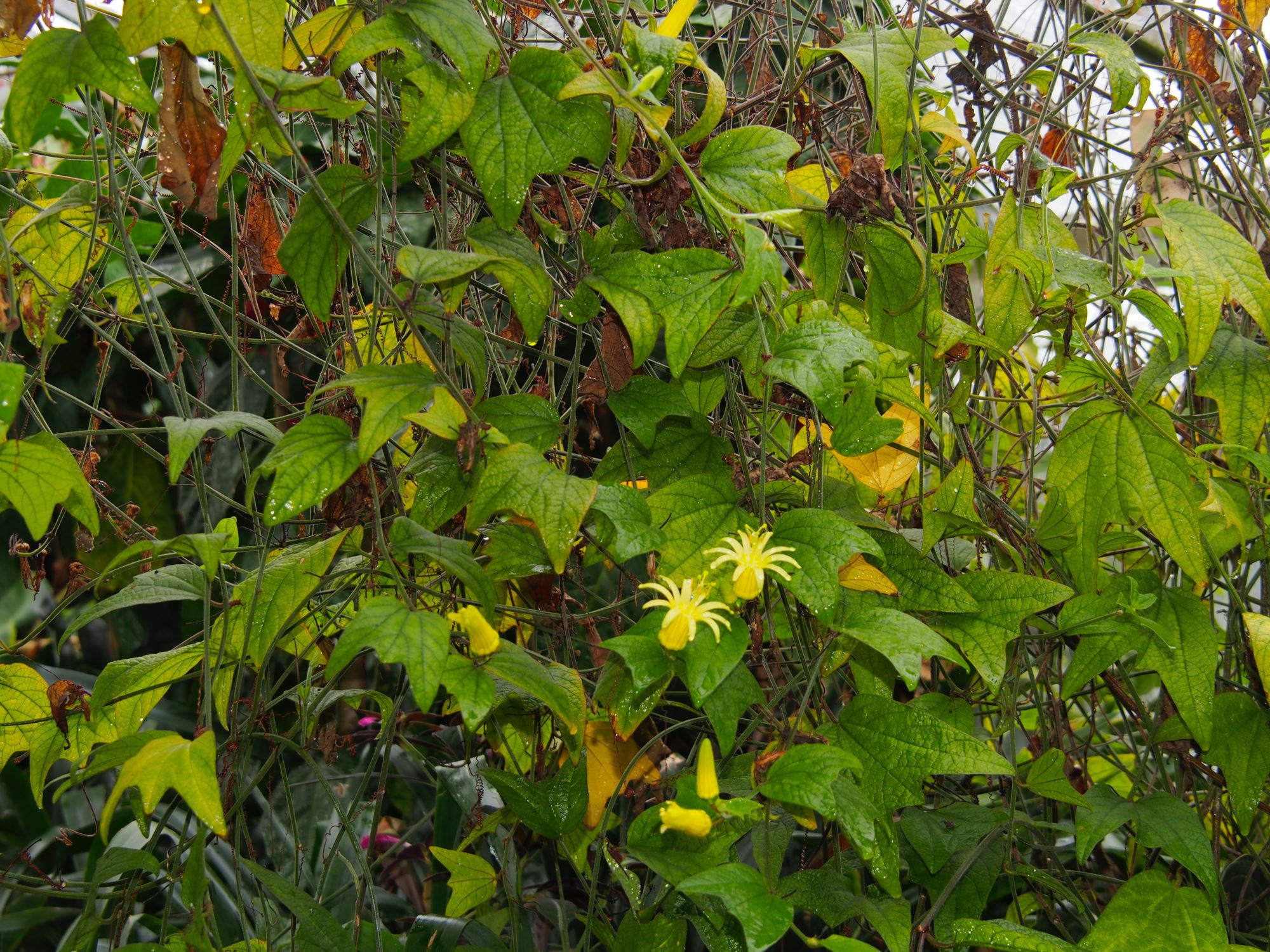 Image of Passiflora citrina