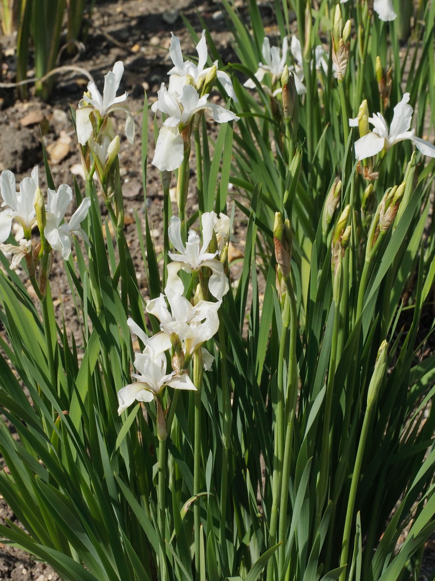 Image of Iris sibirica 'Alba'