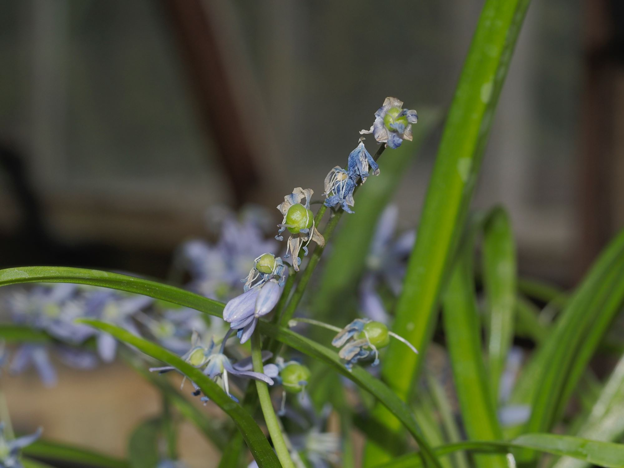 Image of Scilla sp.