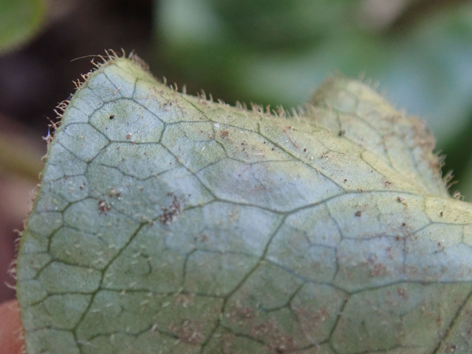 Image of Asarum europaeum
