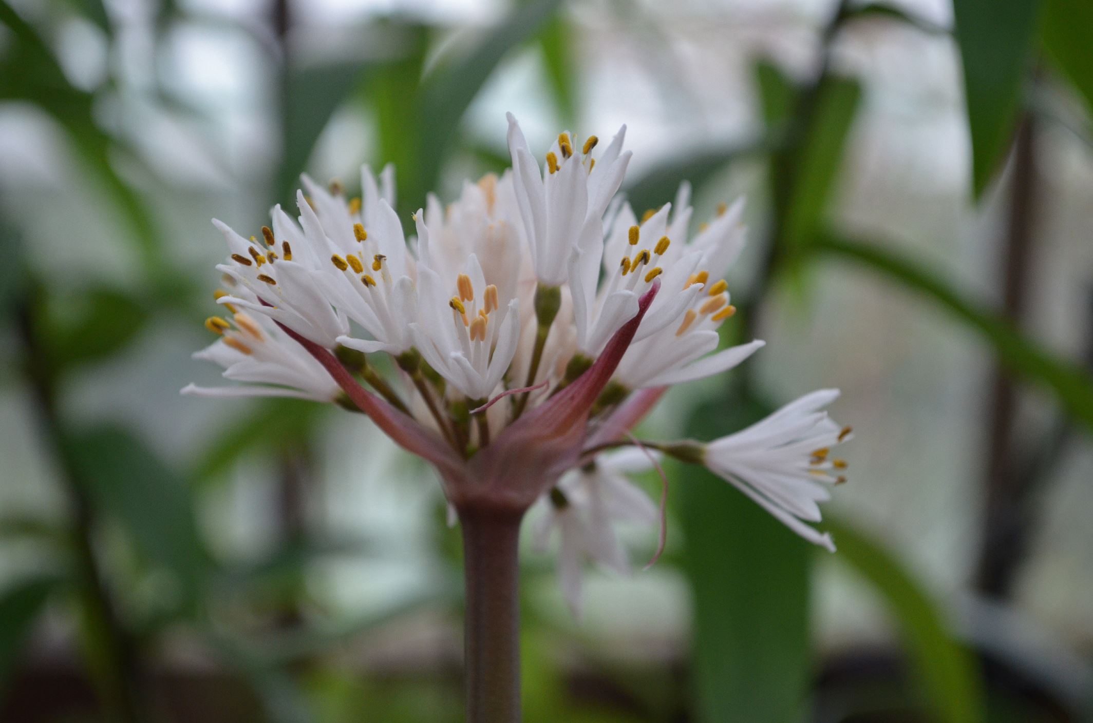 Image of Haemanthus sp.