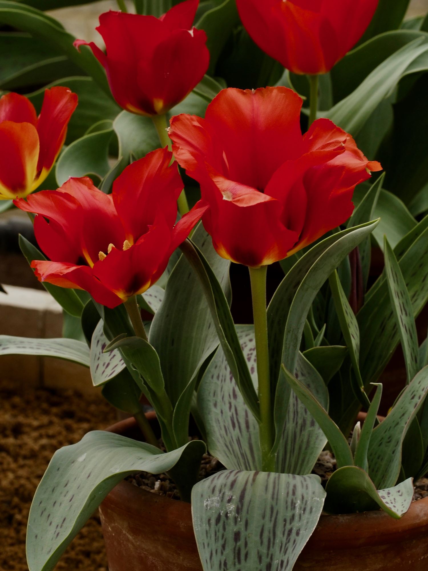 Image of Tulipa greigii