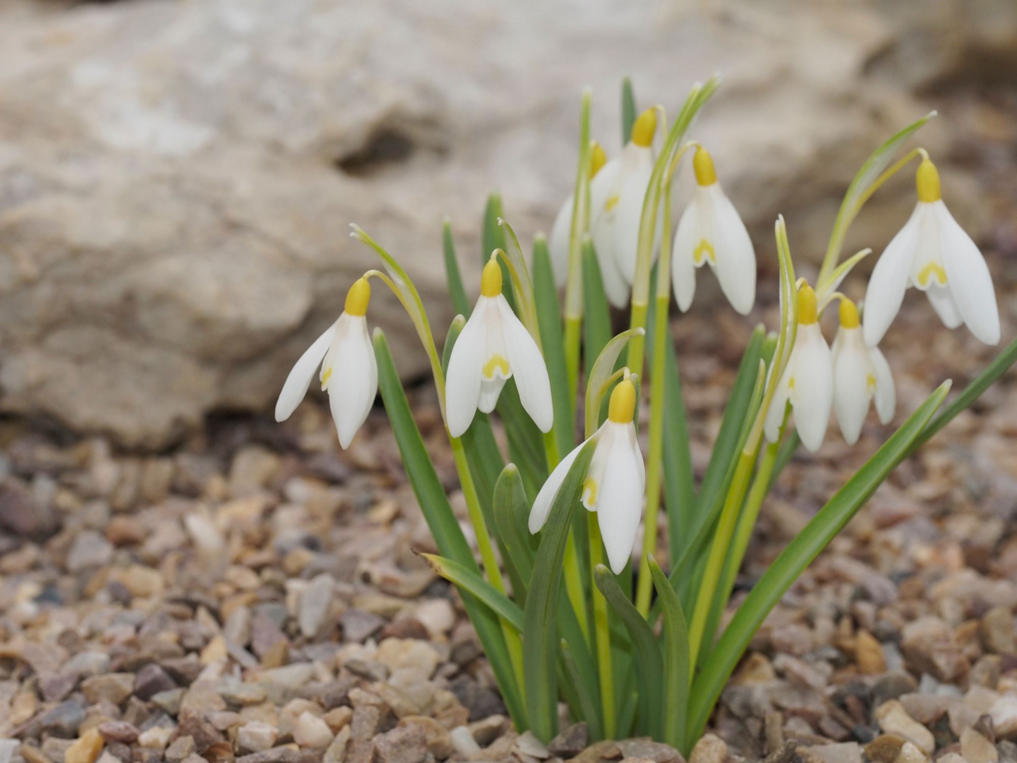 Image of Galanthus nivalis 'Sandersii'