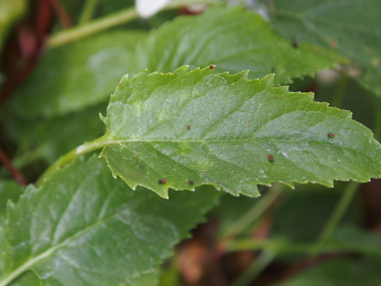 Image of Campanula betulifolia