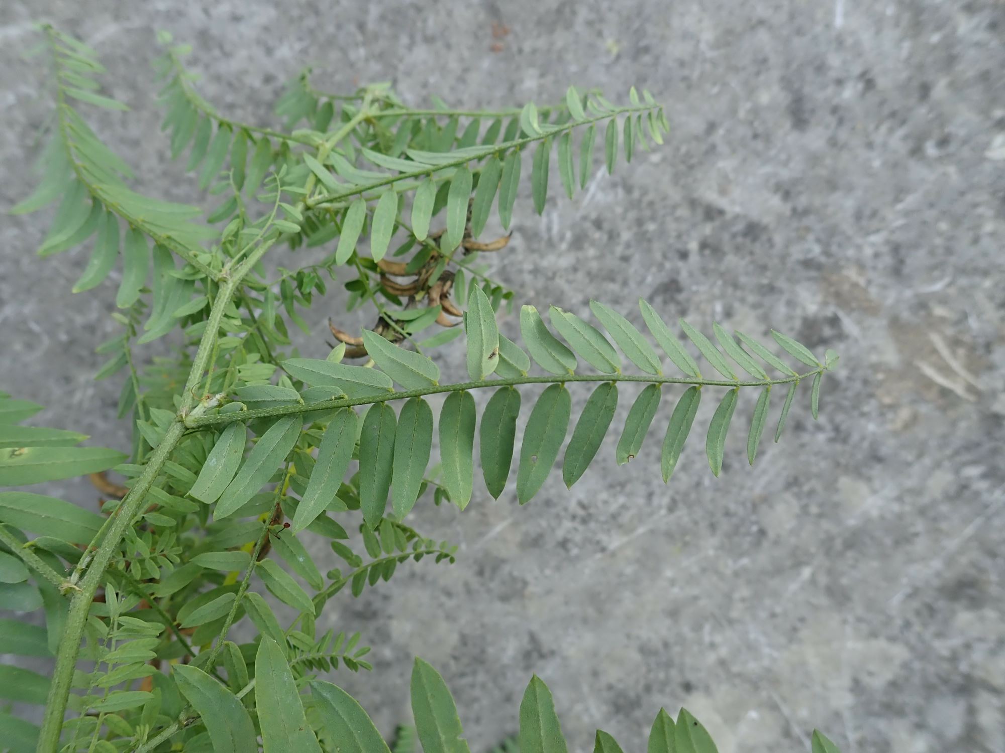 Image of Astragalus falcatus