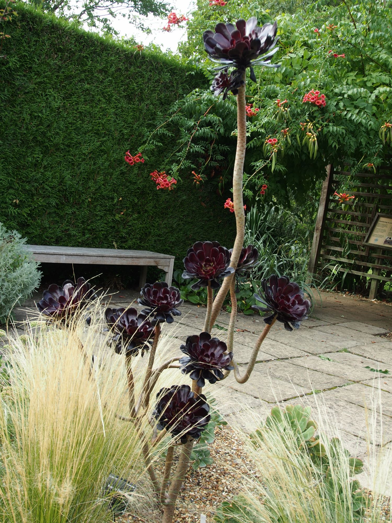 Image of Aeonium 'Zwartkop'