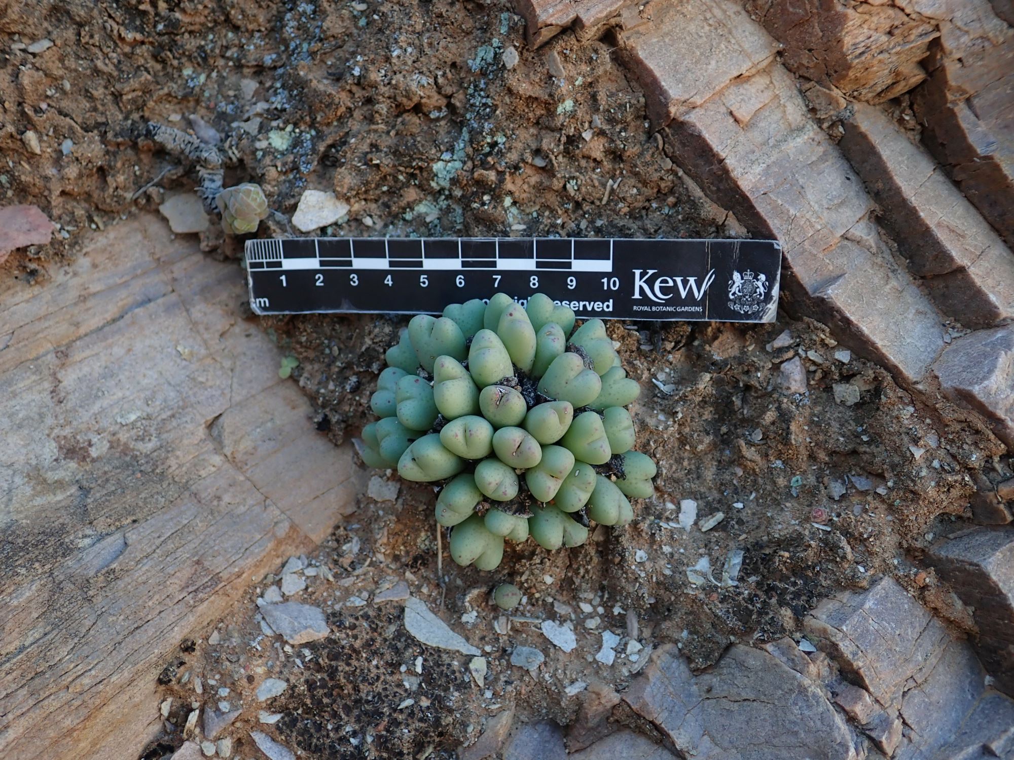 Image of Conophytum bilobum