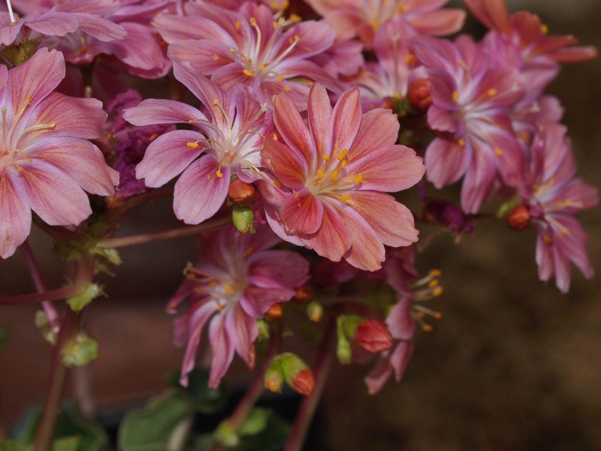 Image of Lewisia cotyledon