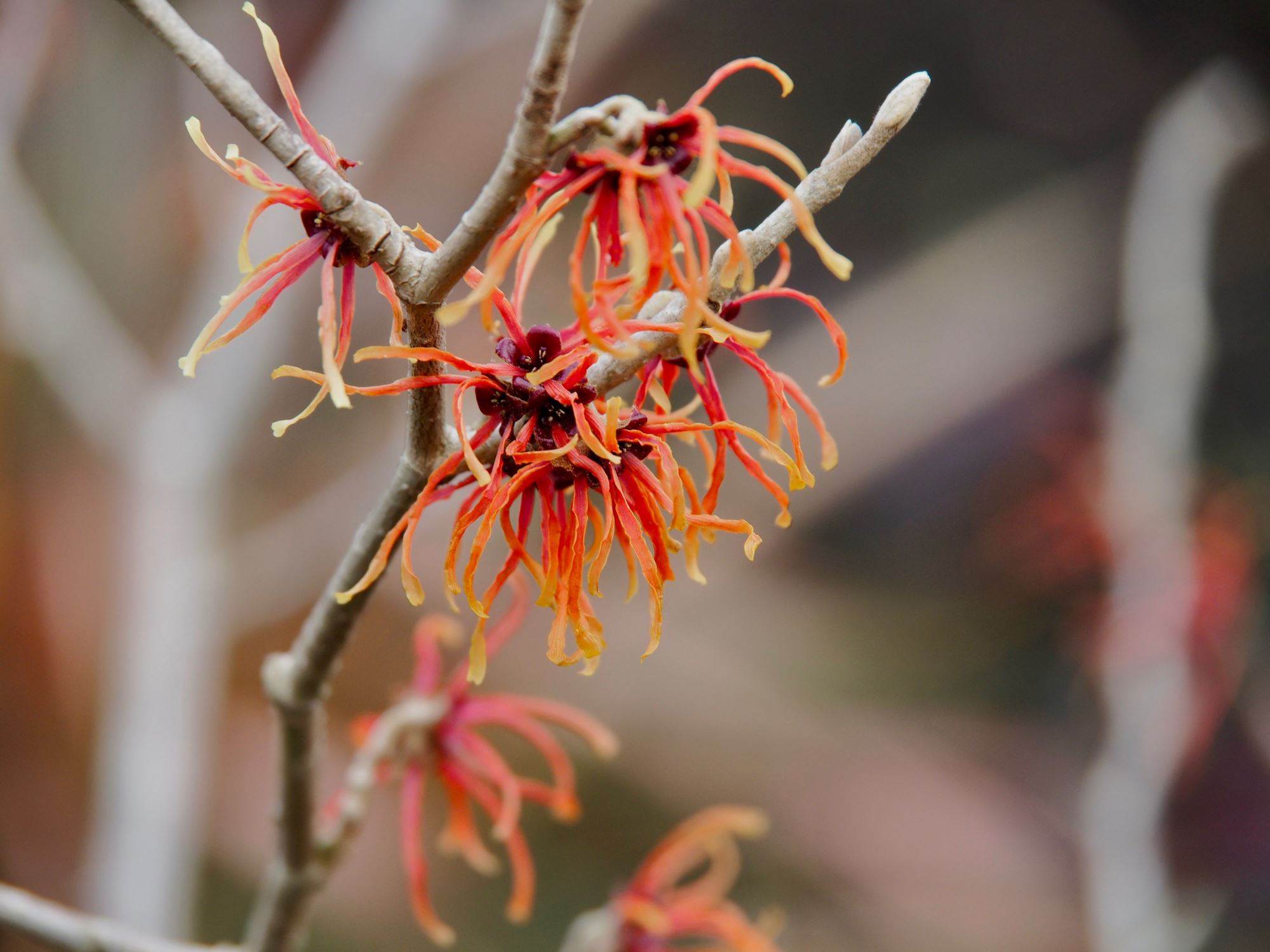 Image of Hamamelis Ã— intermedia 'Jelena'
