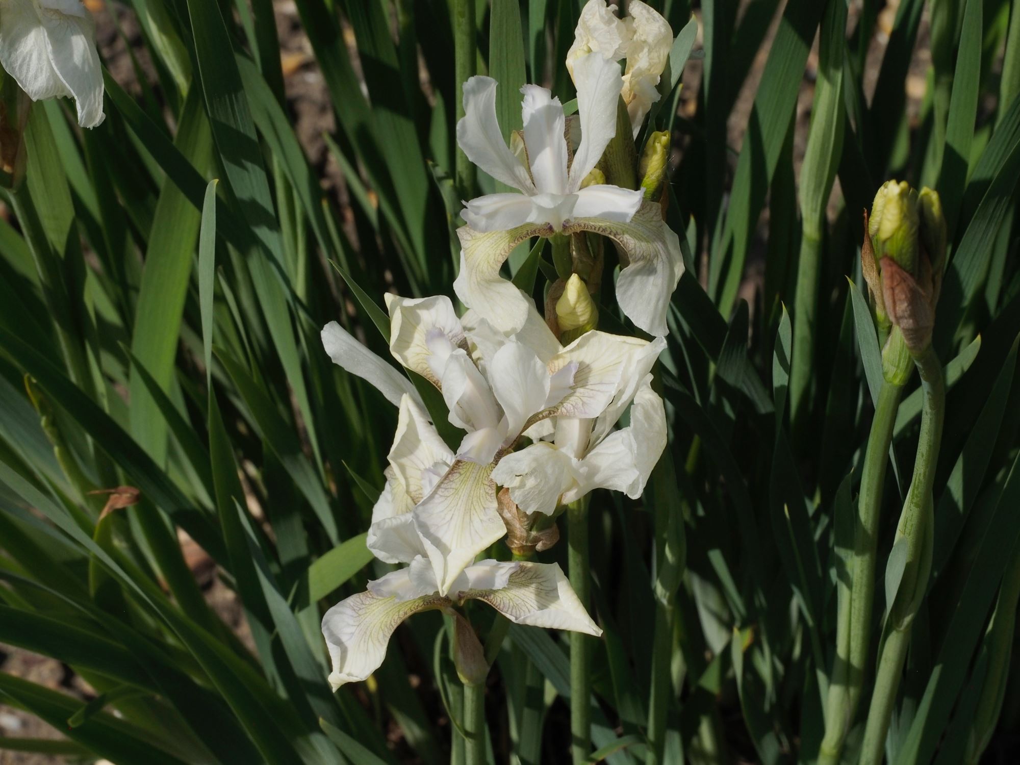 Image of Iris sibirica 'Alba'