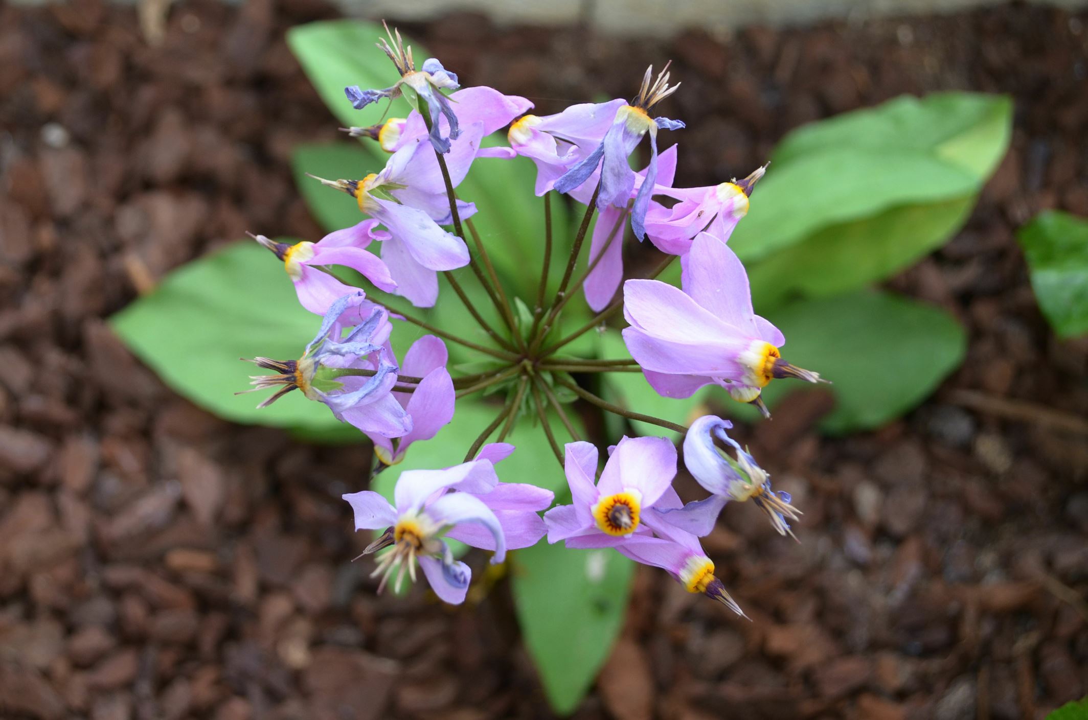 Image of Primula meadia