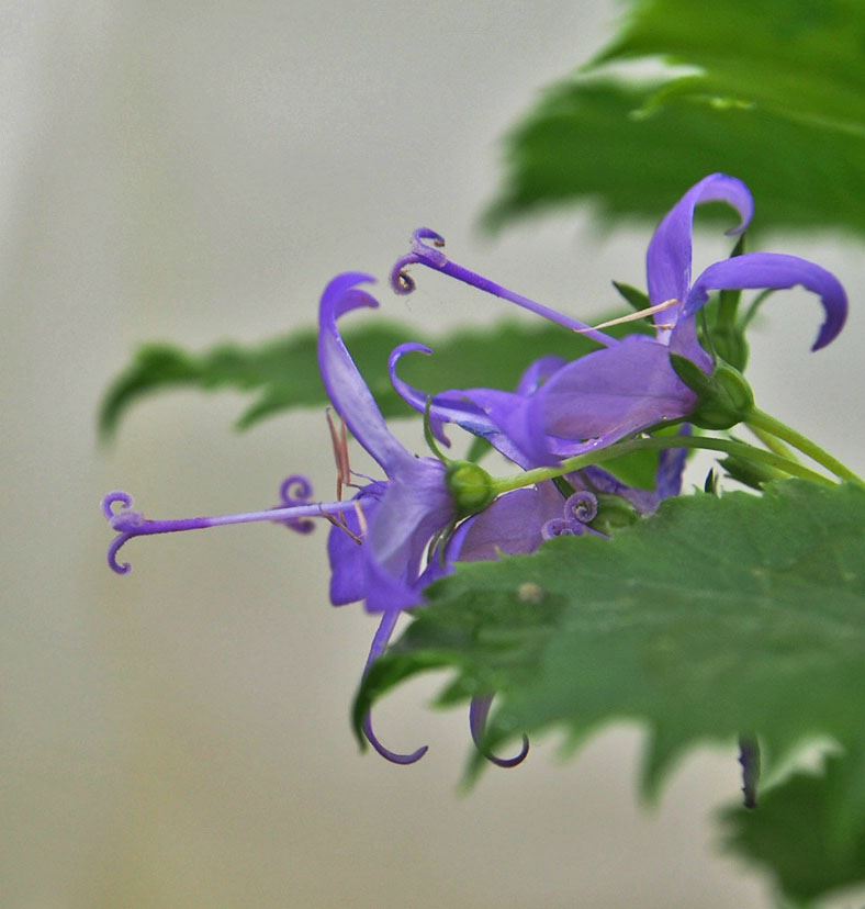 Image of Campanula fenestrellata
