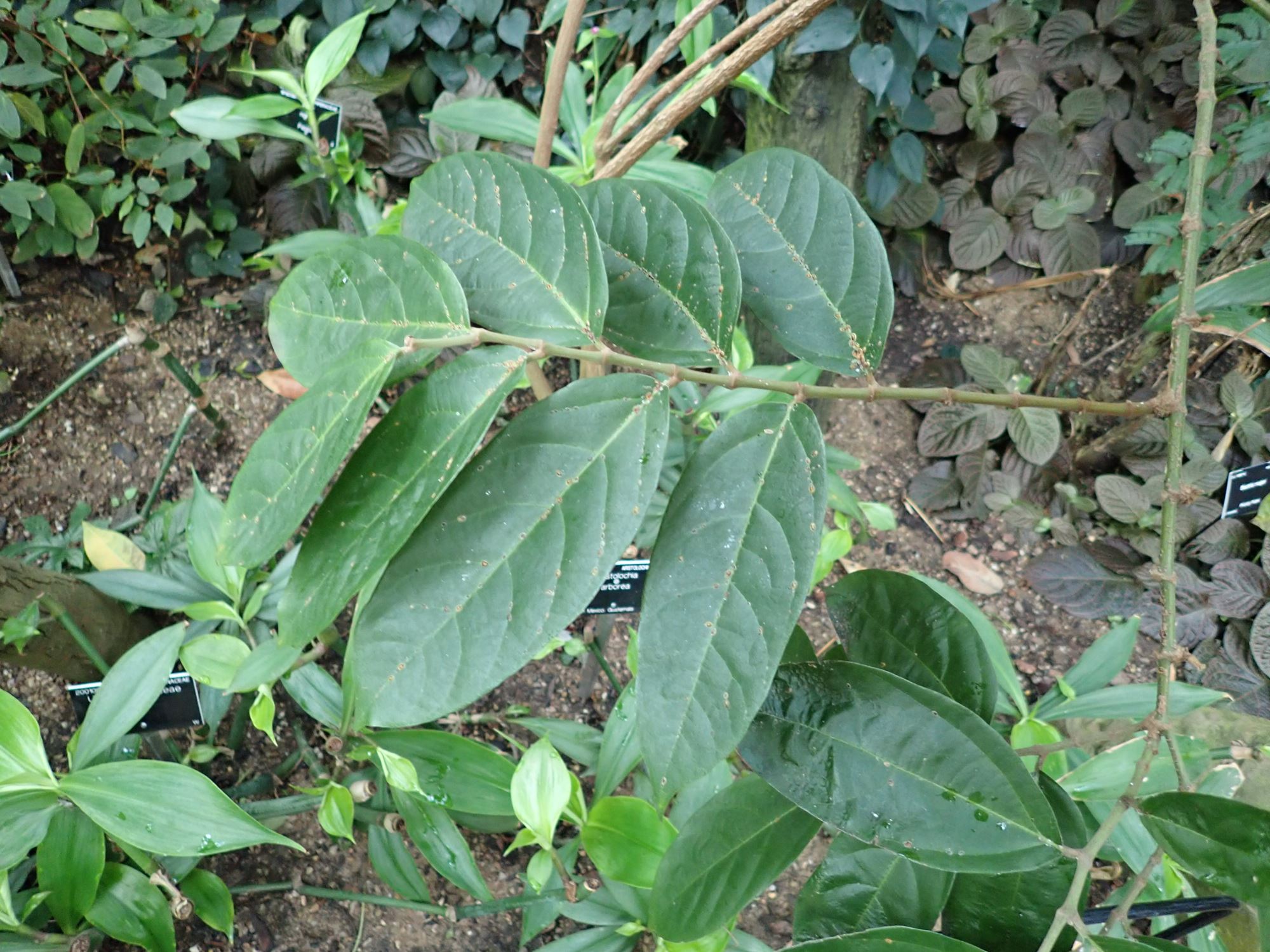 Image of Aristolochia arborea