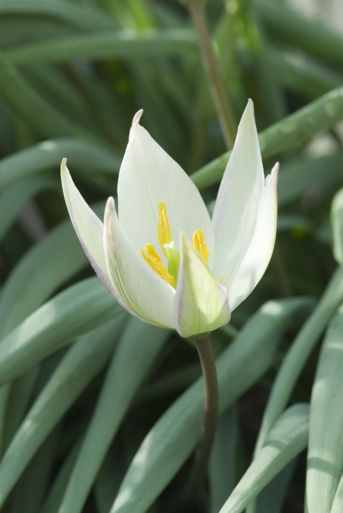 Image of Tulipa primulina