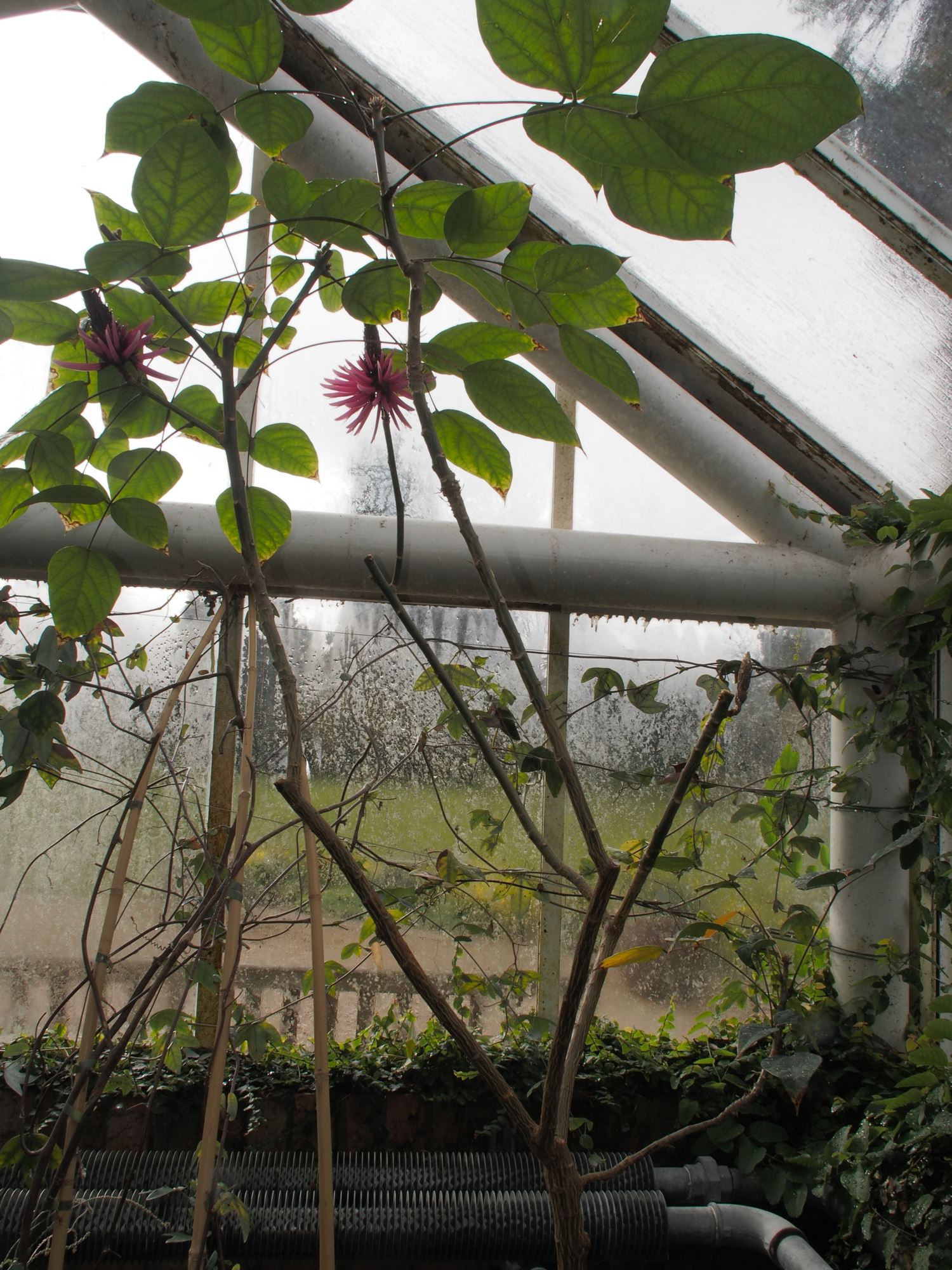 Image of Erythrina americana
