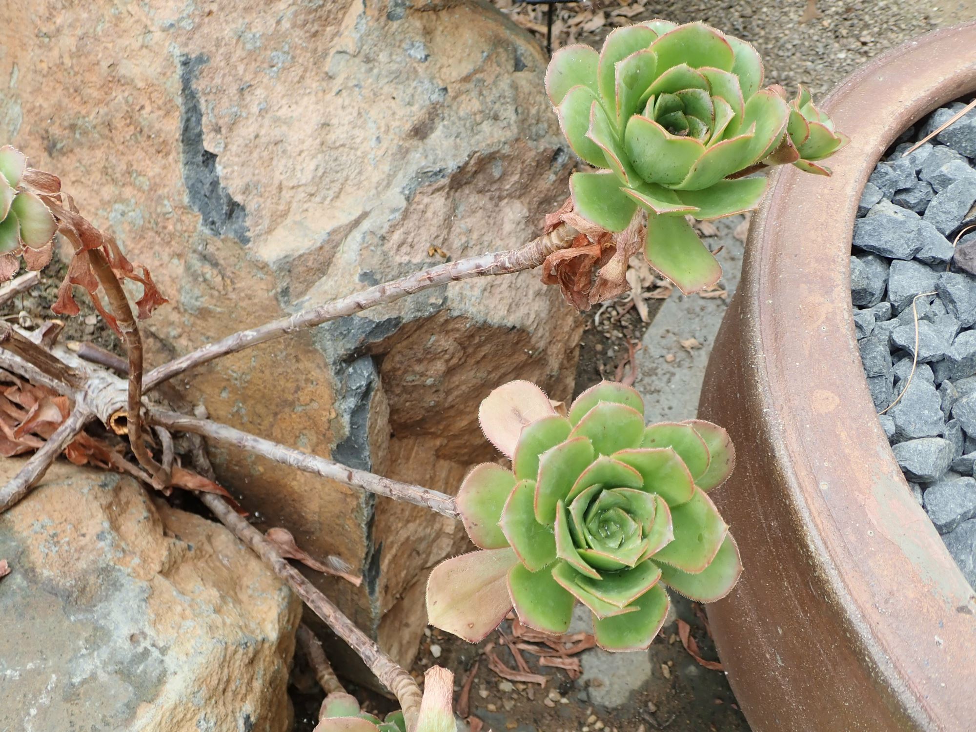 Image of Aeonium gomerense