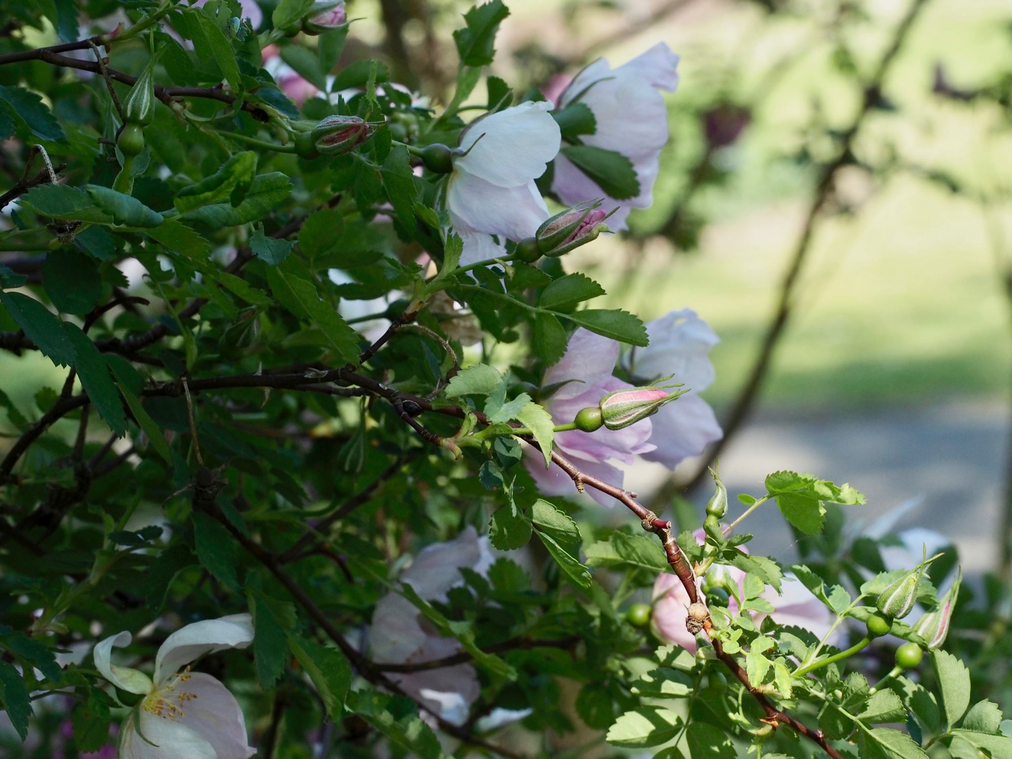 Image of Rosa nutkana Ã— R. pimpinellifolia 'Grandiflora'