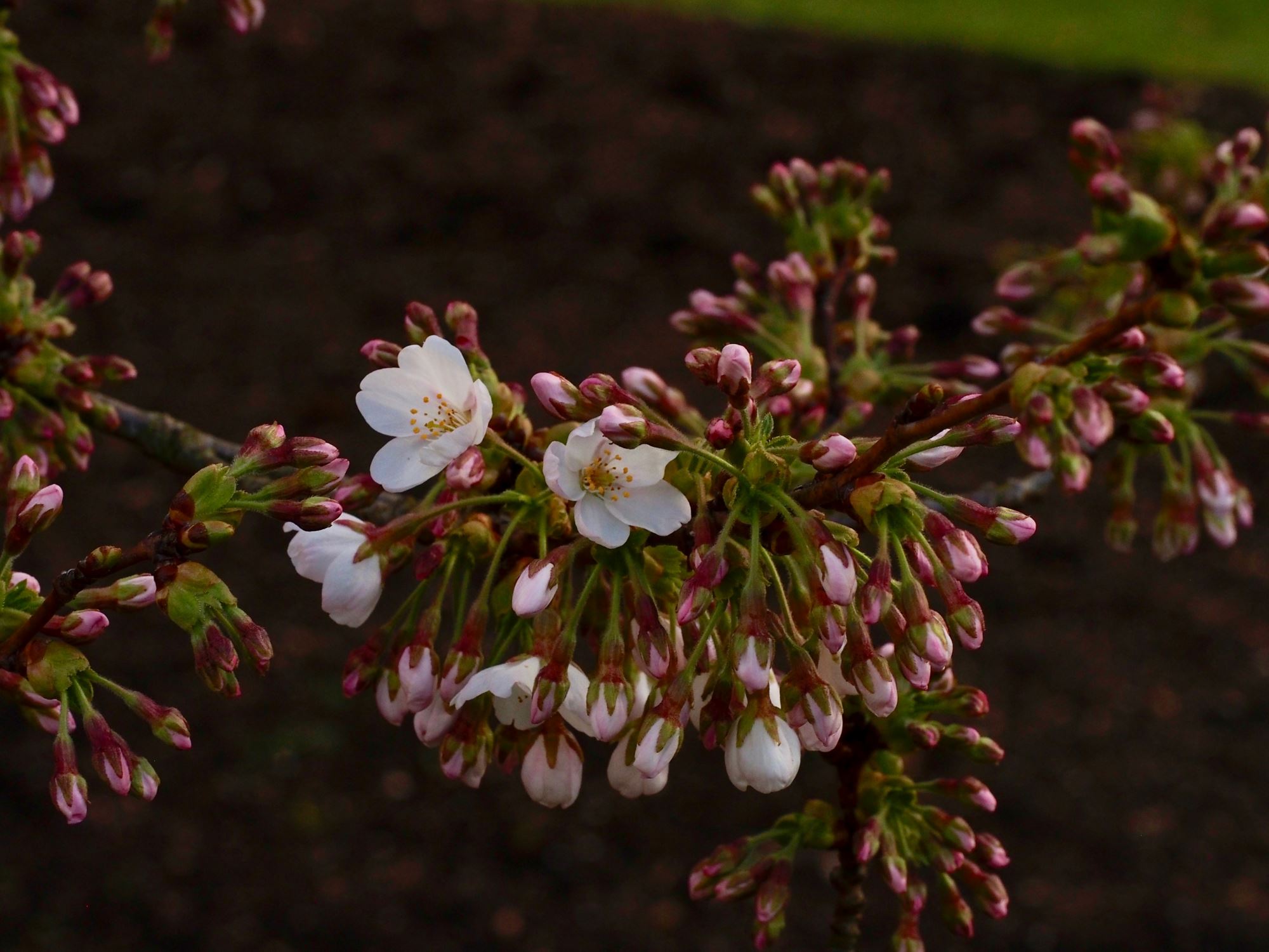 Image of Prunus Ã— yedoensis