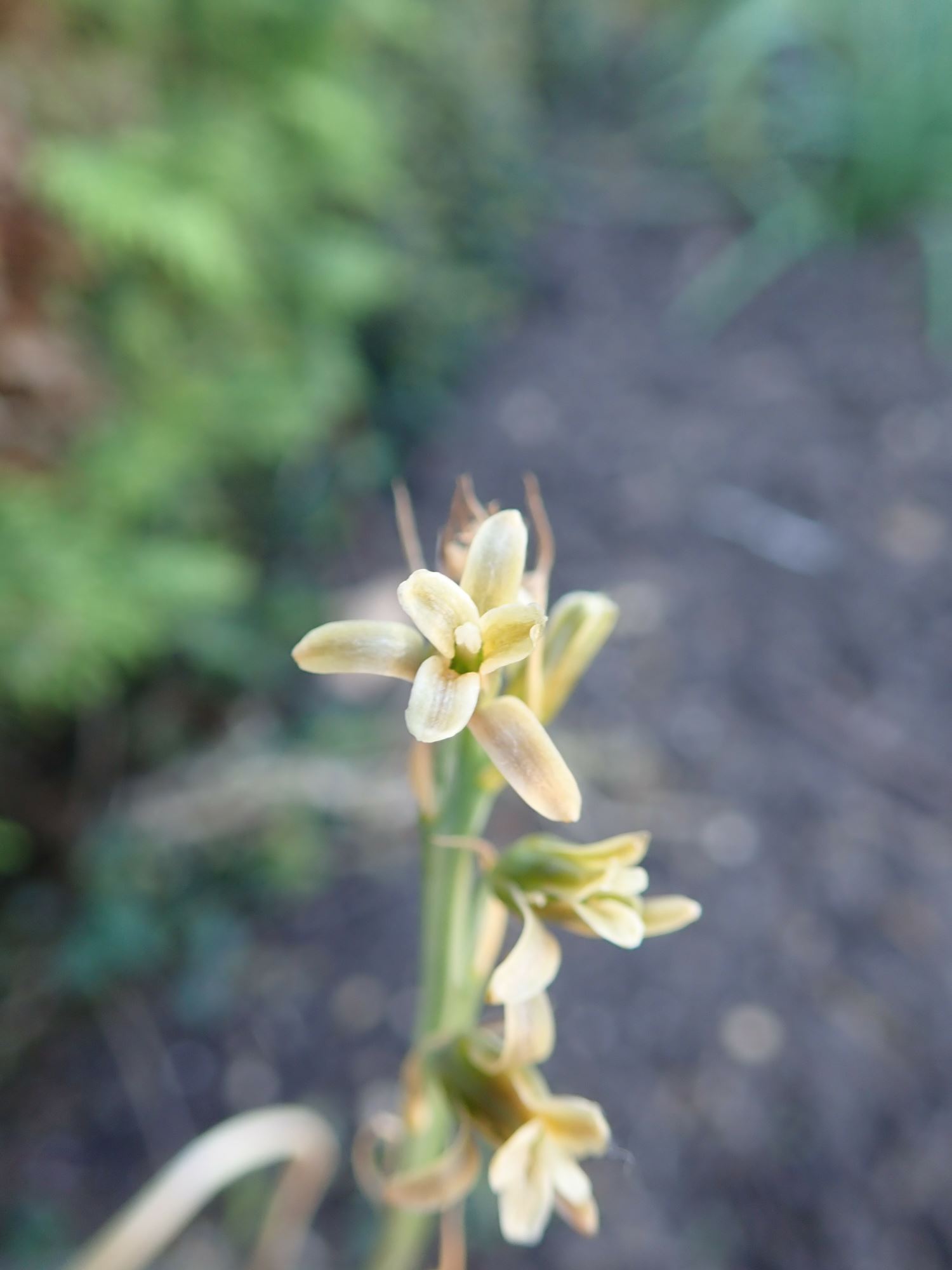 Image of Dipcadi serotinum