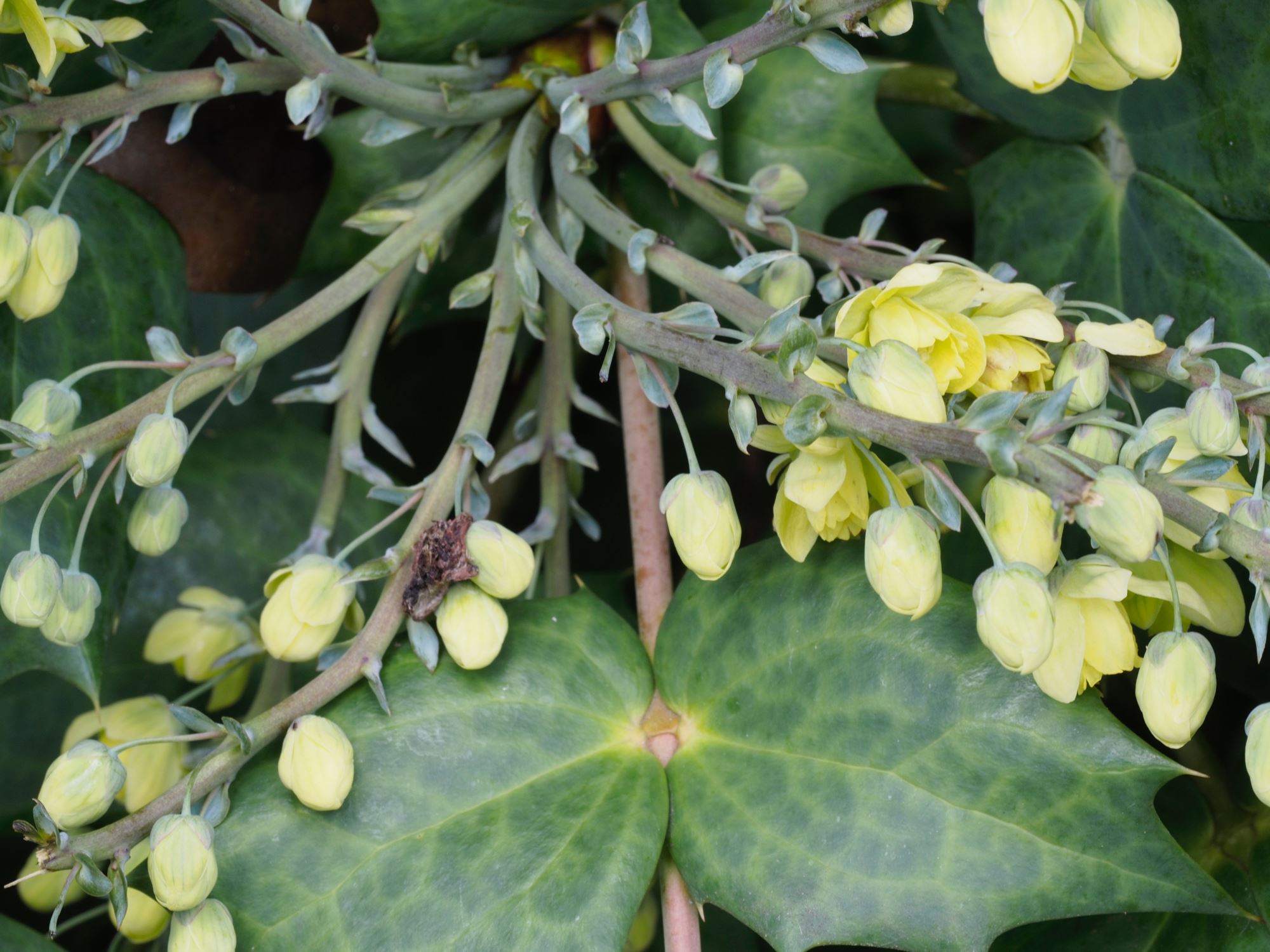 Image of Mahonia japonica 'Hiemalis'
