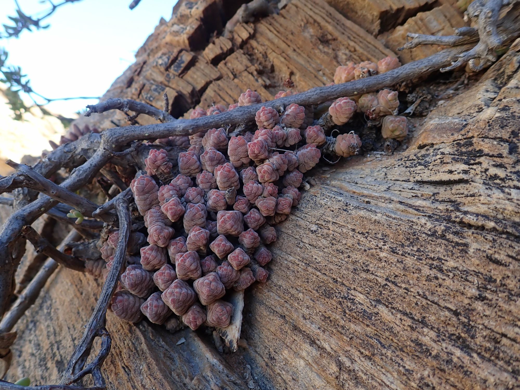 Image of Crassula columella