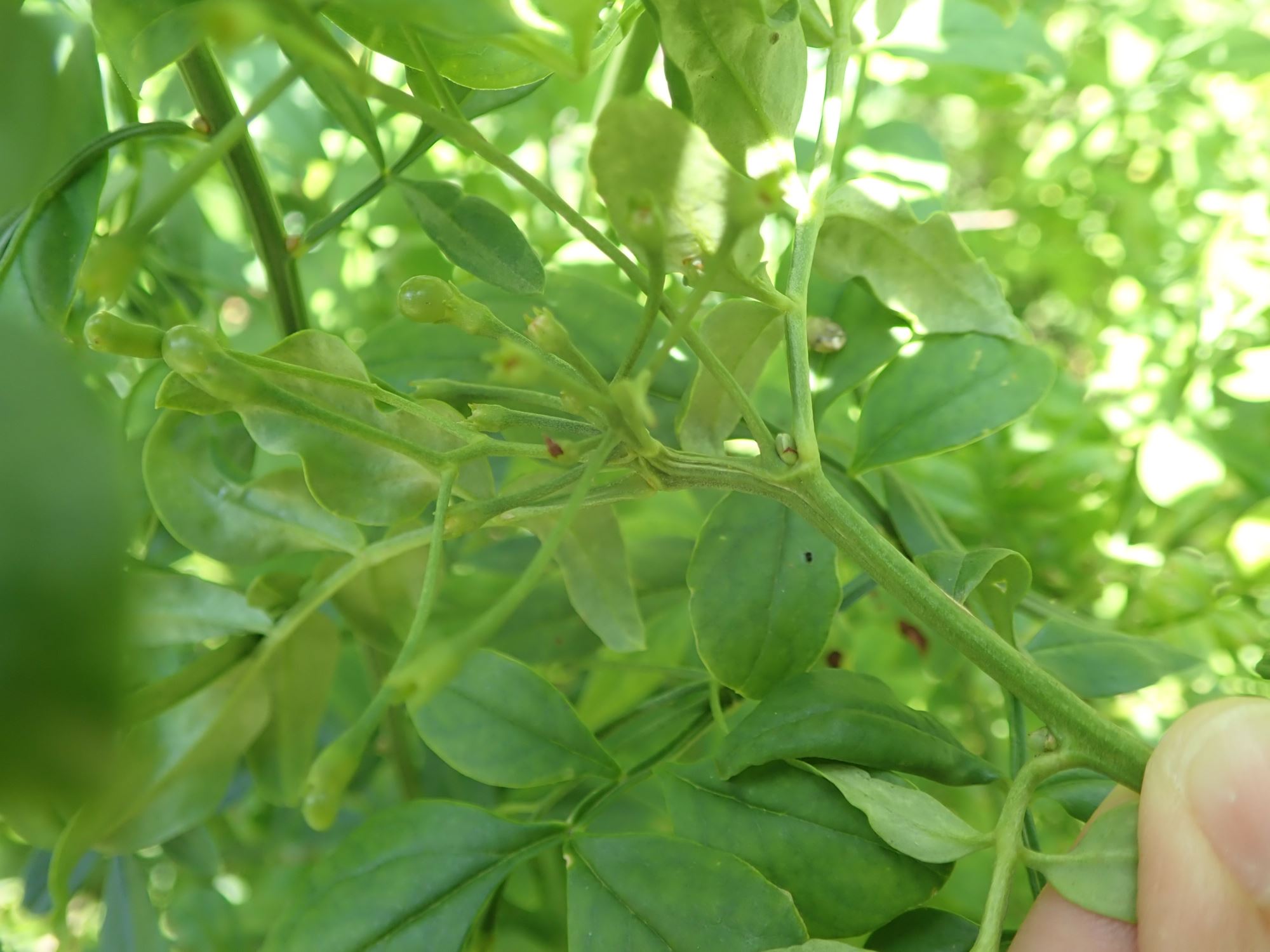 Image of Jasminum humile var. revolutum