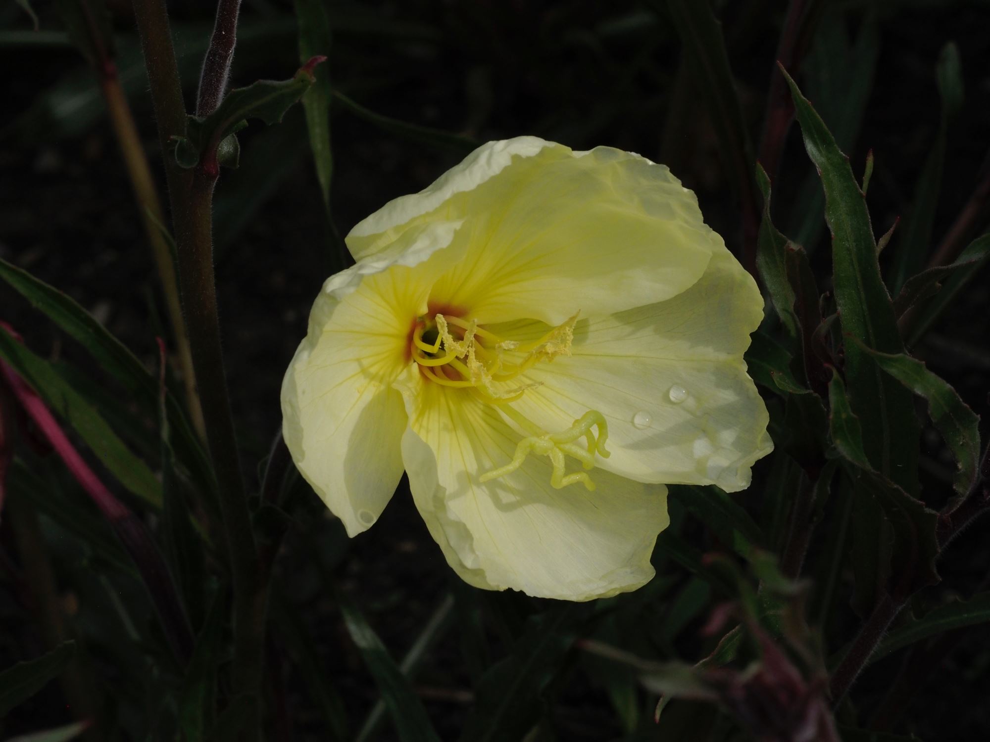Image of Oenothera 'Apricot Delight'