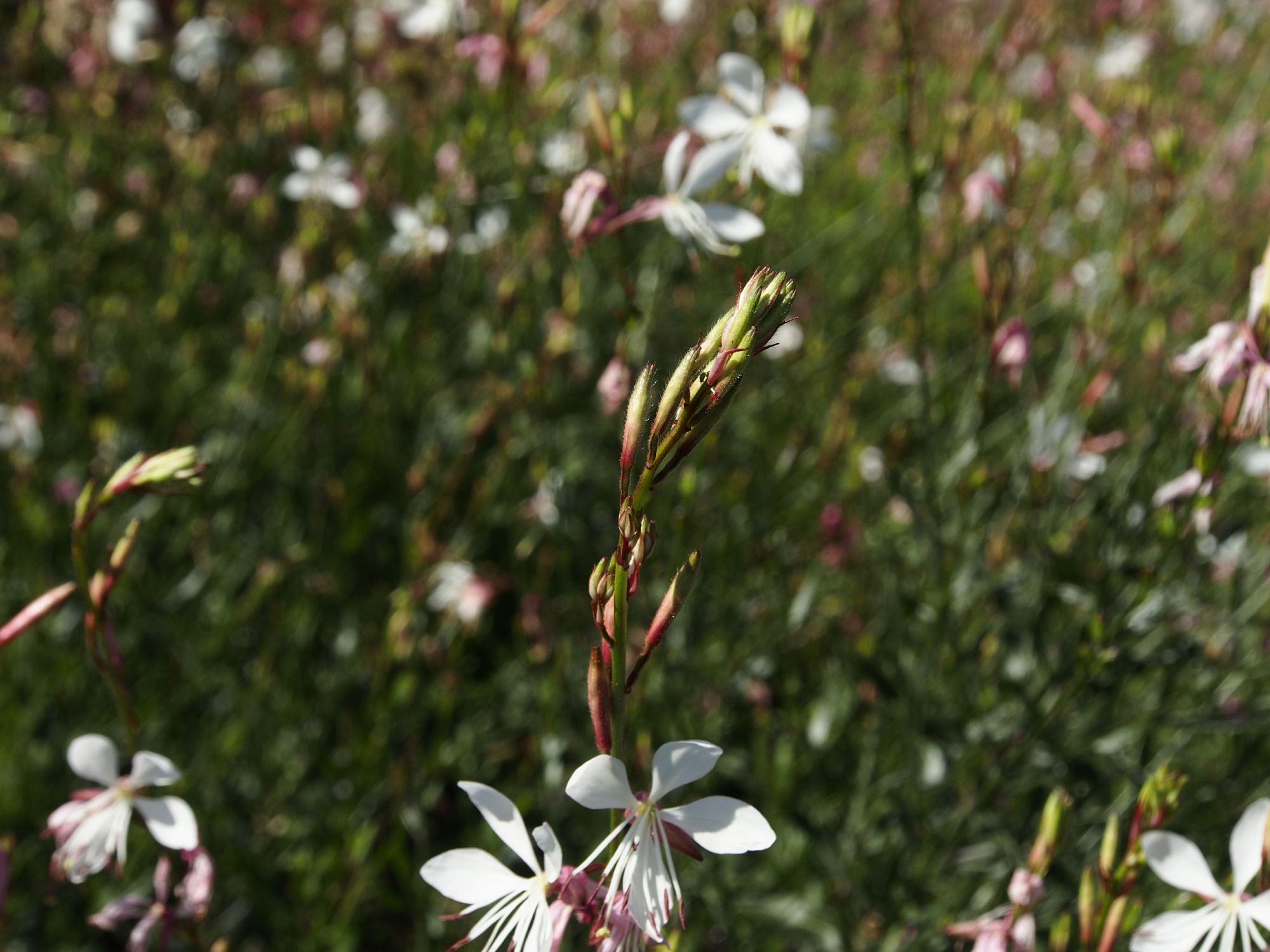 Image of Oenothera lindheimeri