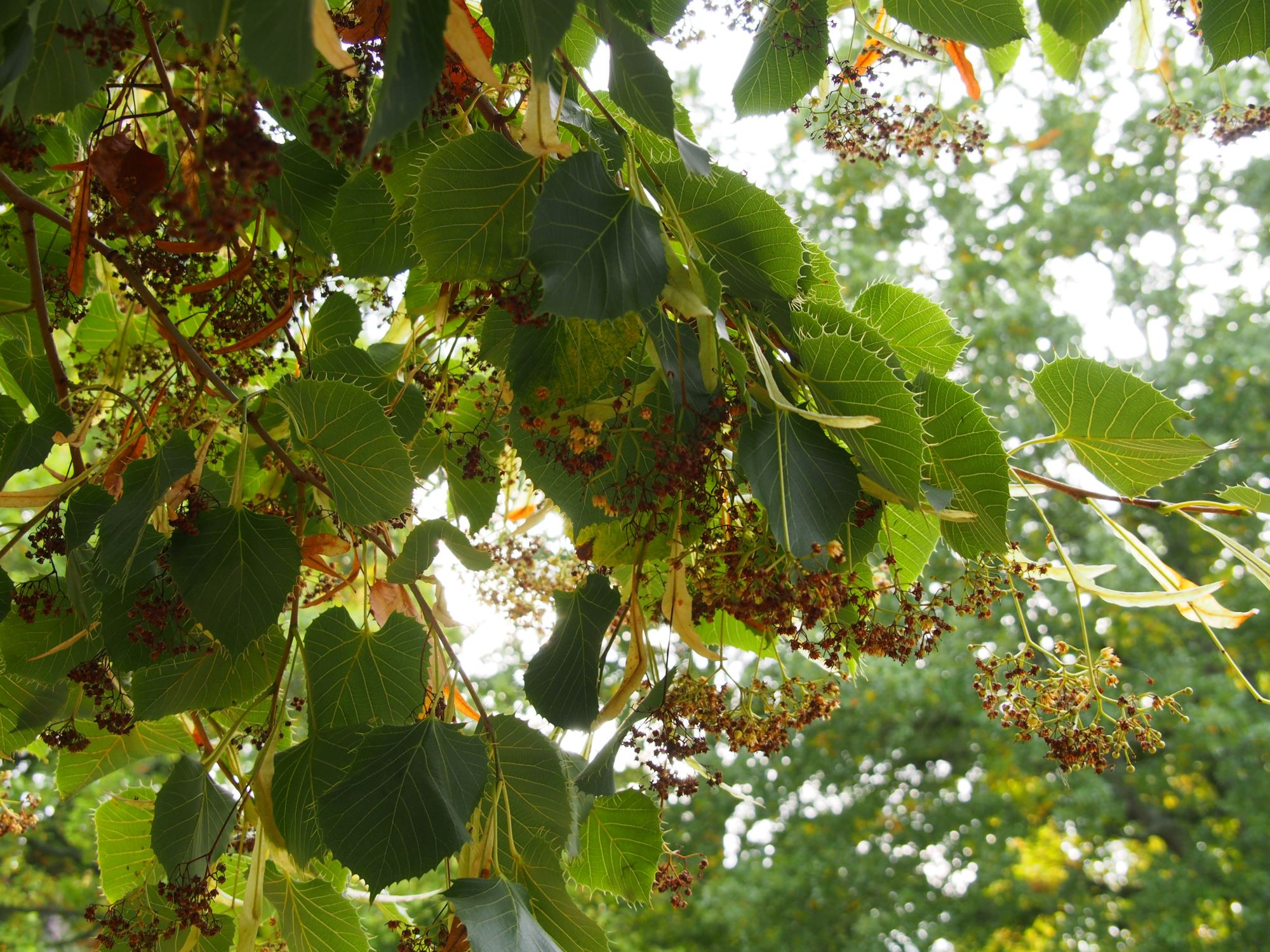 Image of Tilia henryana