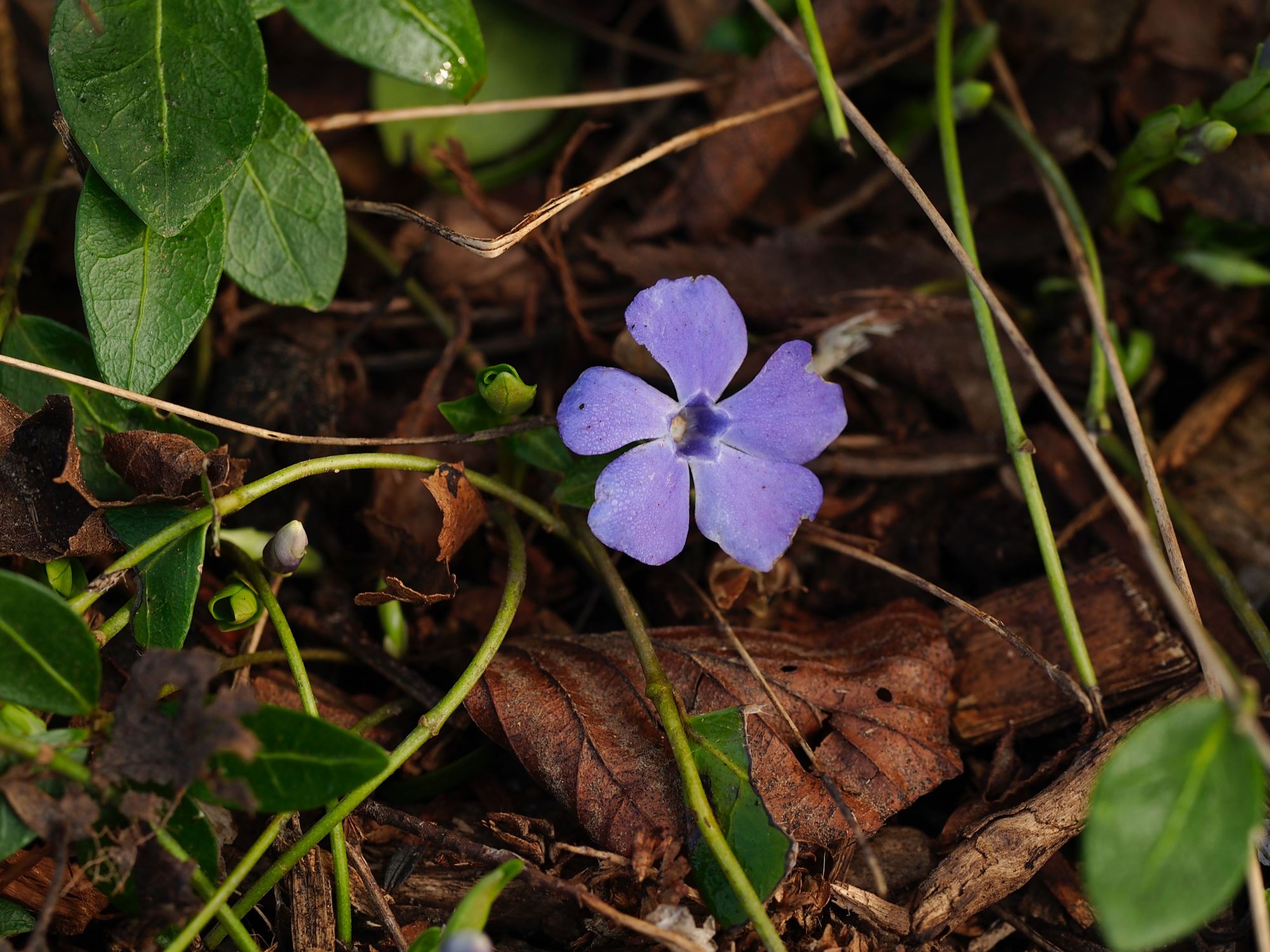Image of Vinca minor