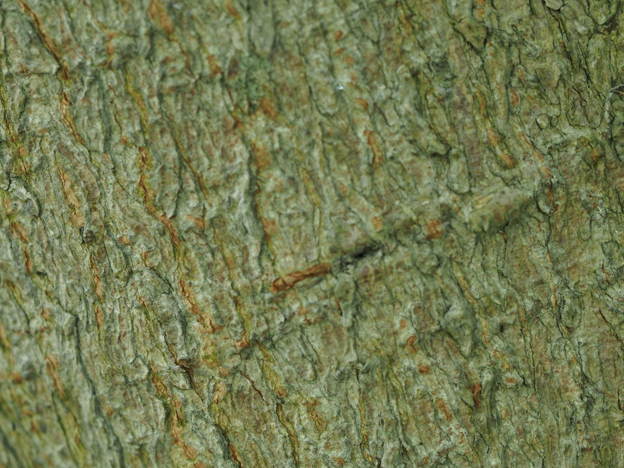 Image of Aesculus Ã— neglecta 'Erythroblastos'
