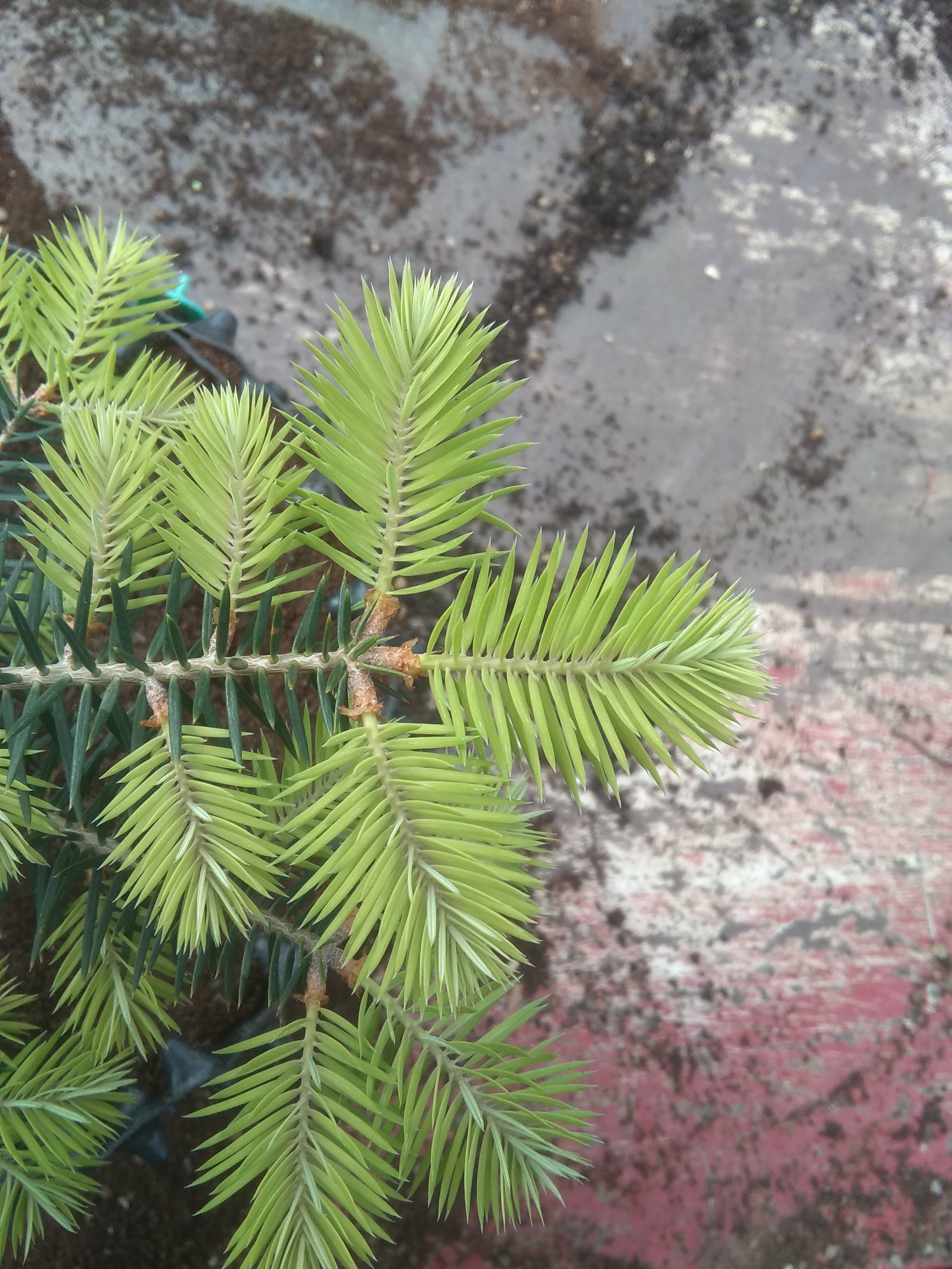 Image of Abies pinsapo subsp. marocana