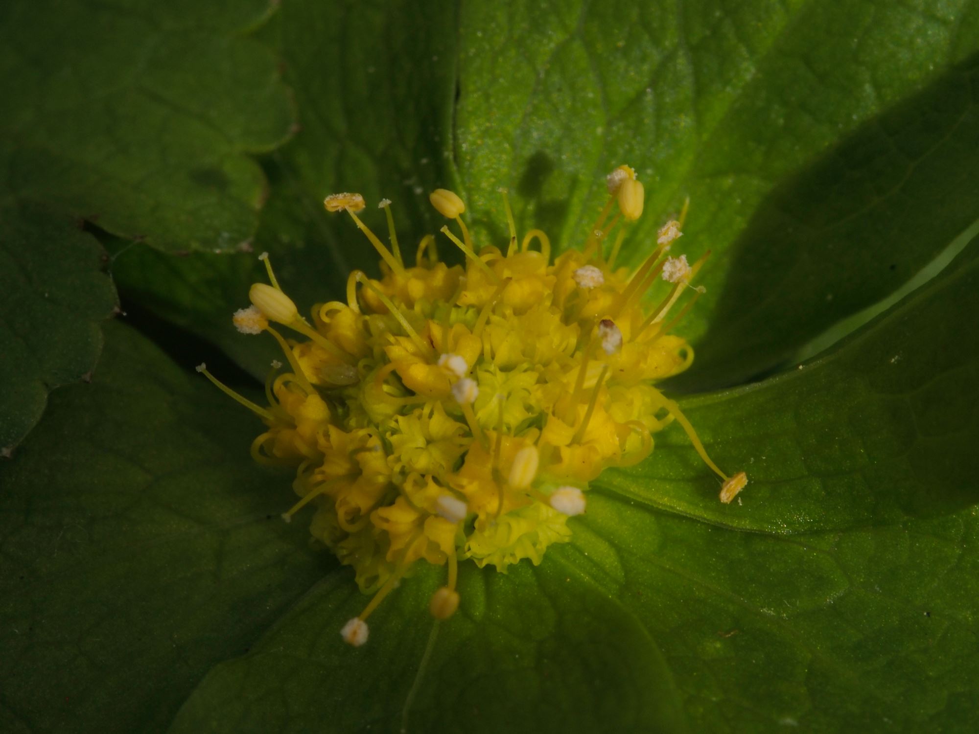Image of Sanicula epipactis