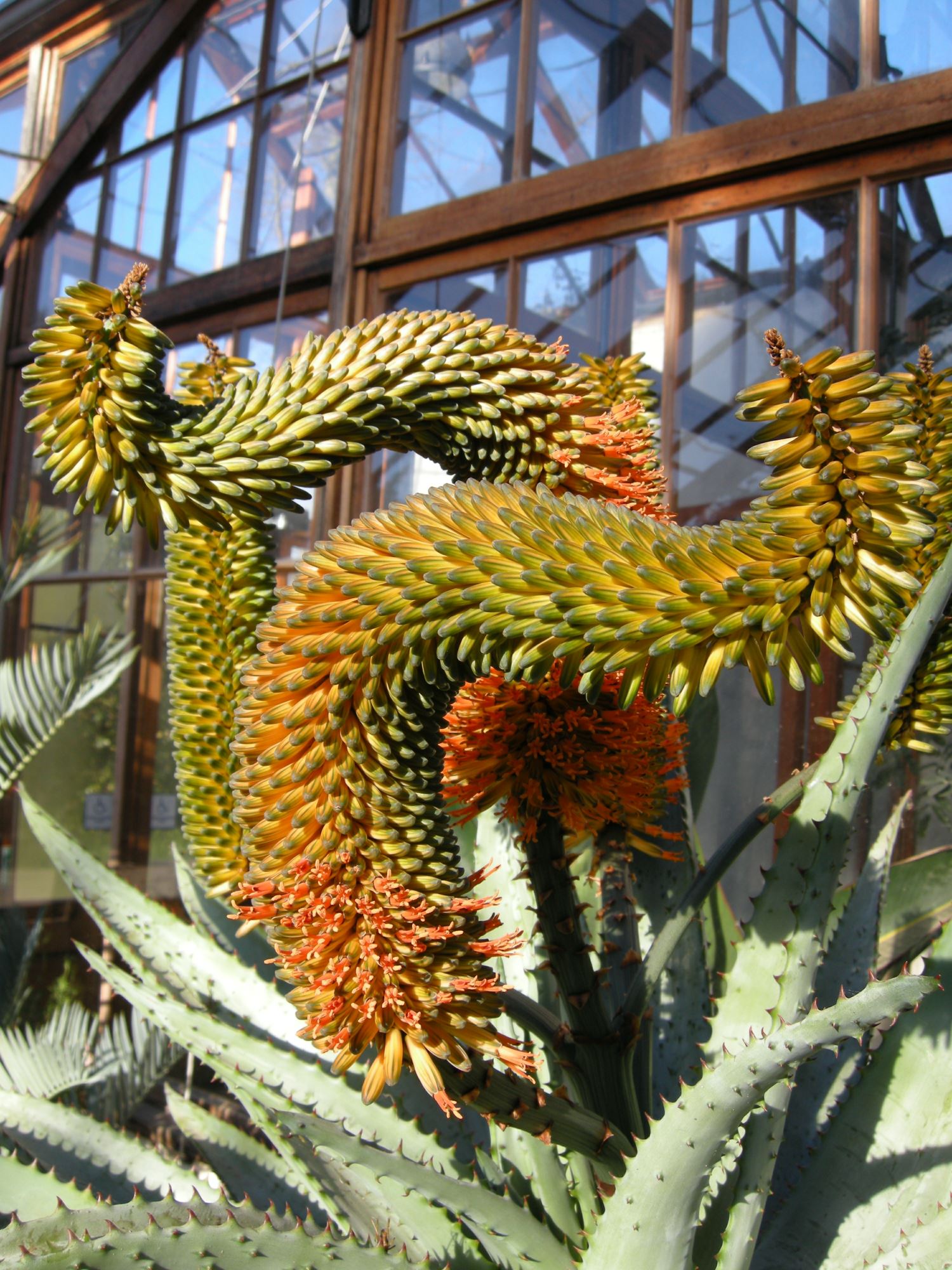 Image of Aloe ferox