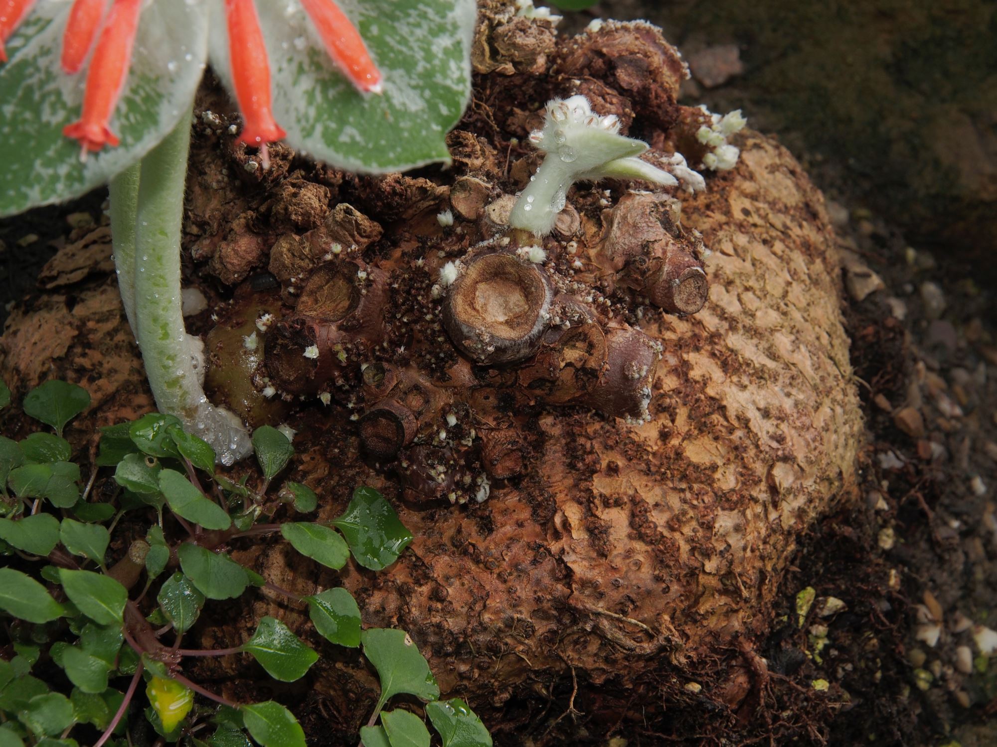 Image of Sinningia leucotricha