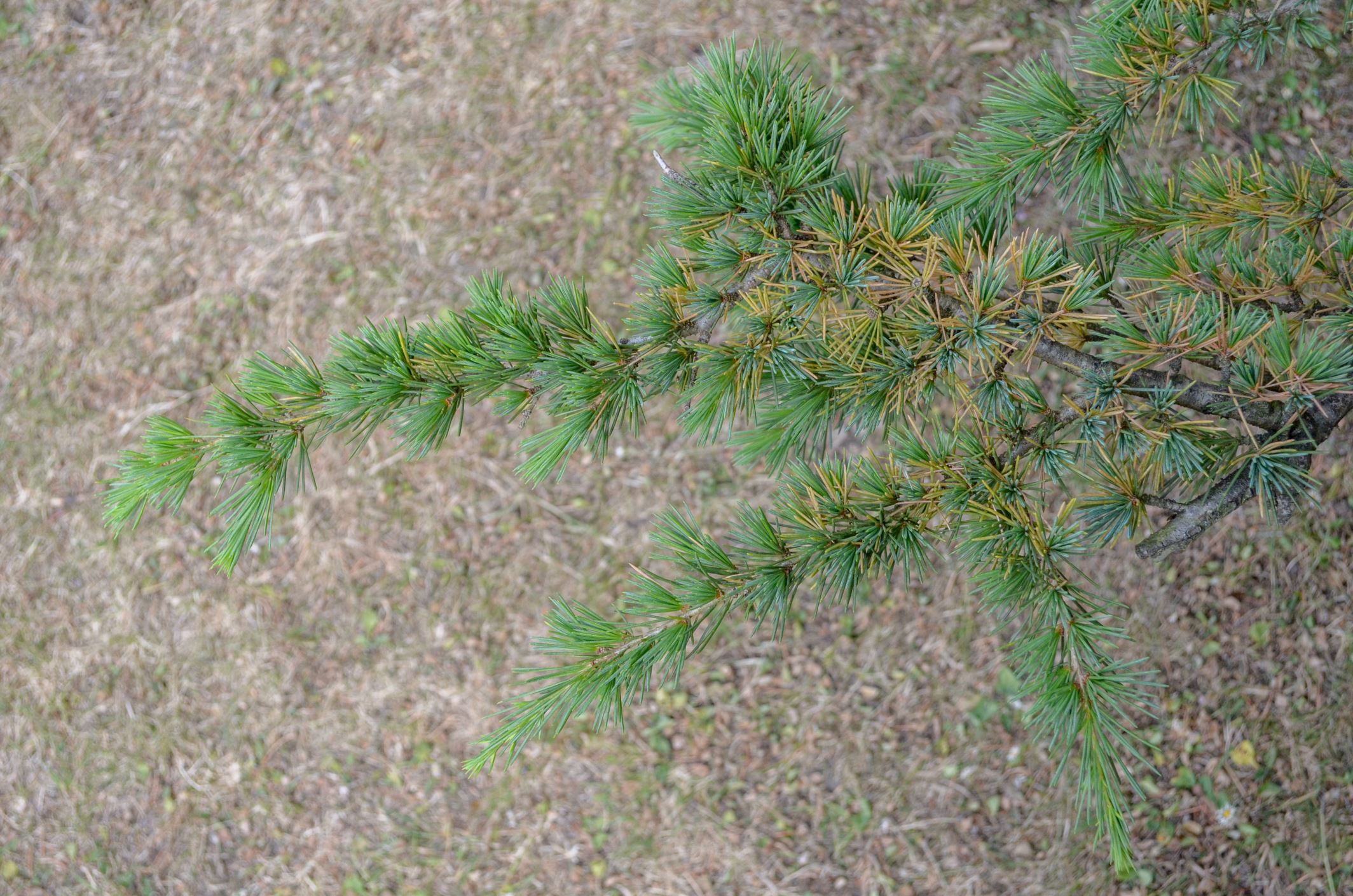 Image of Cedrus libani