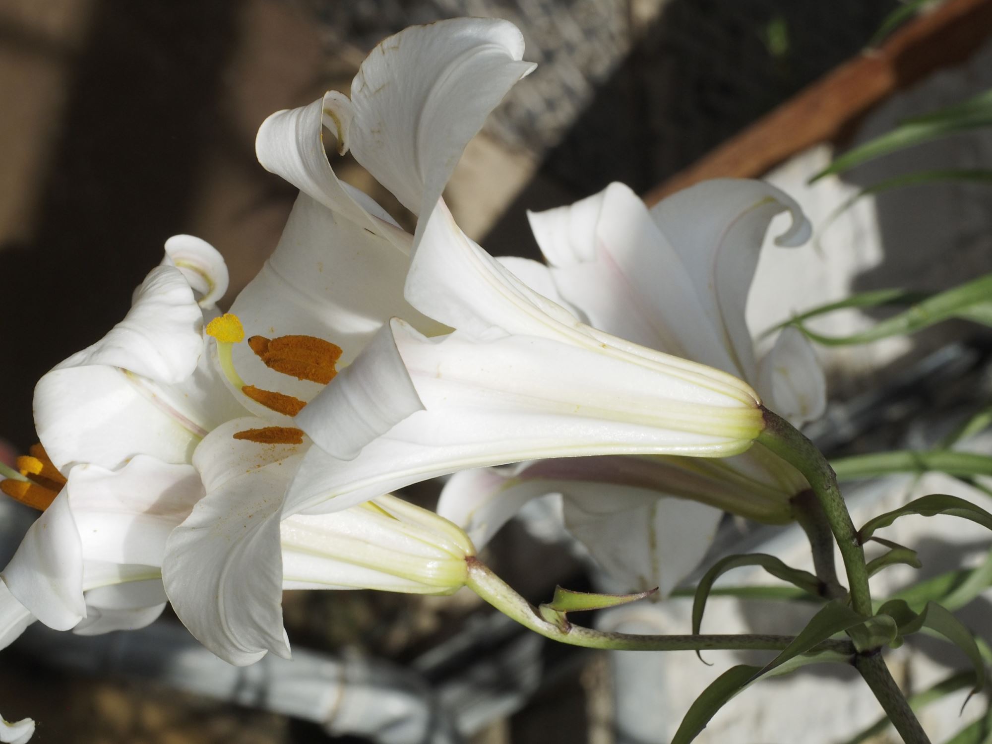 Image of Lilium pumilum