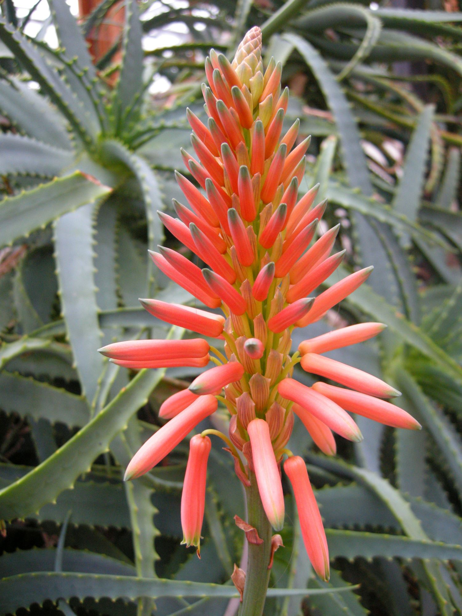 Image of Aloe arborescens