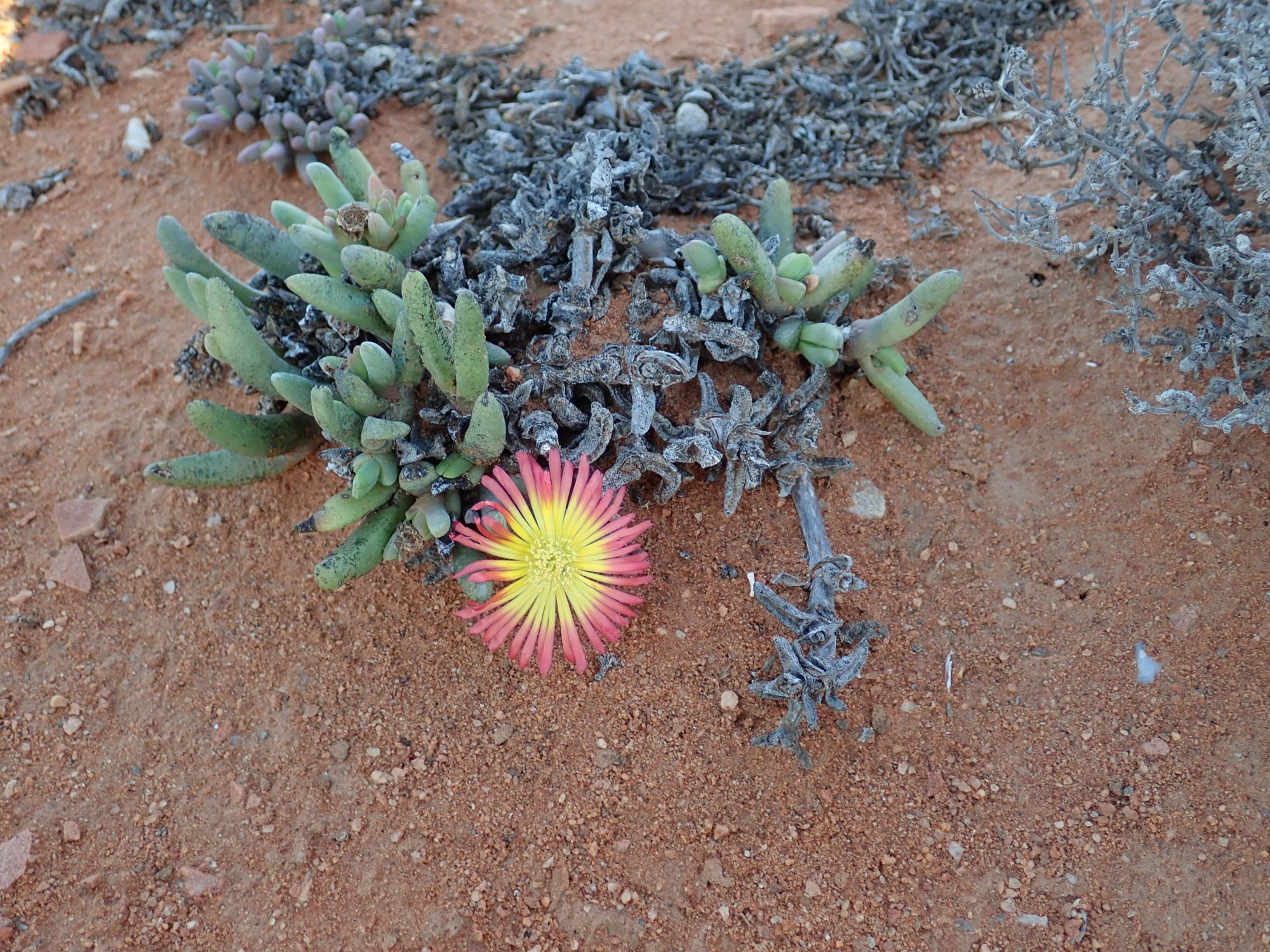 Image of Cephalophyllum sp.