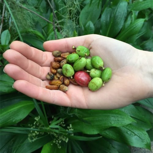 Smell the coffee (plants)