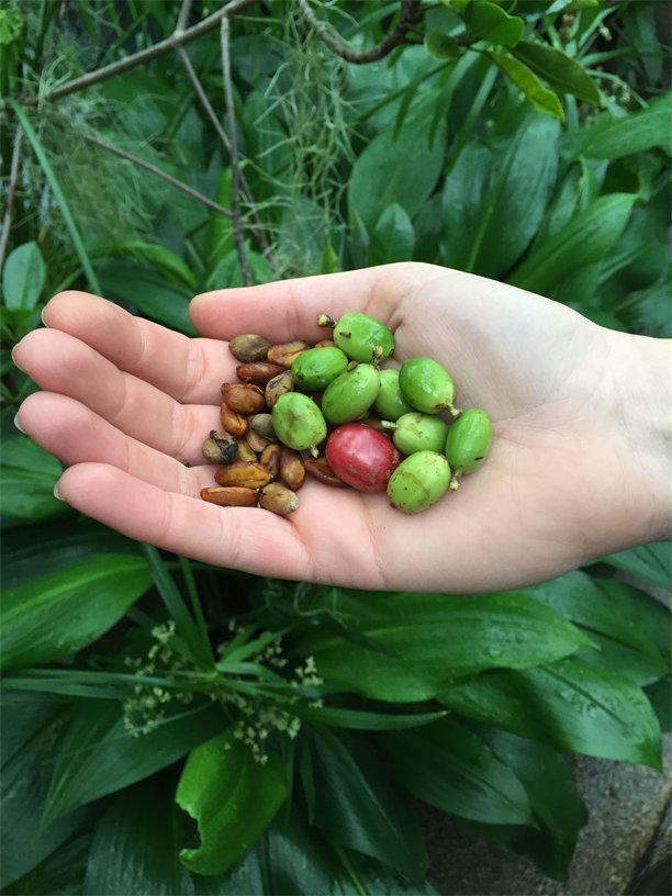 Garden coffee beans
