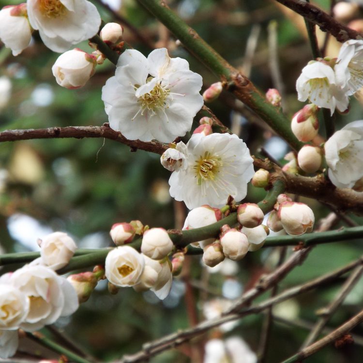 Nature’s calendar: the Naked Scientists investigate how plants tell the time…