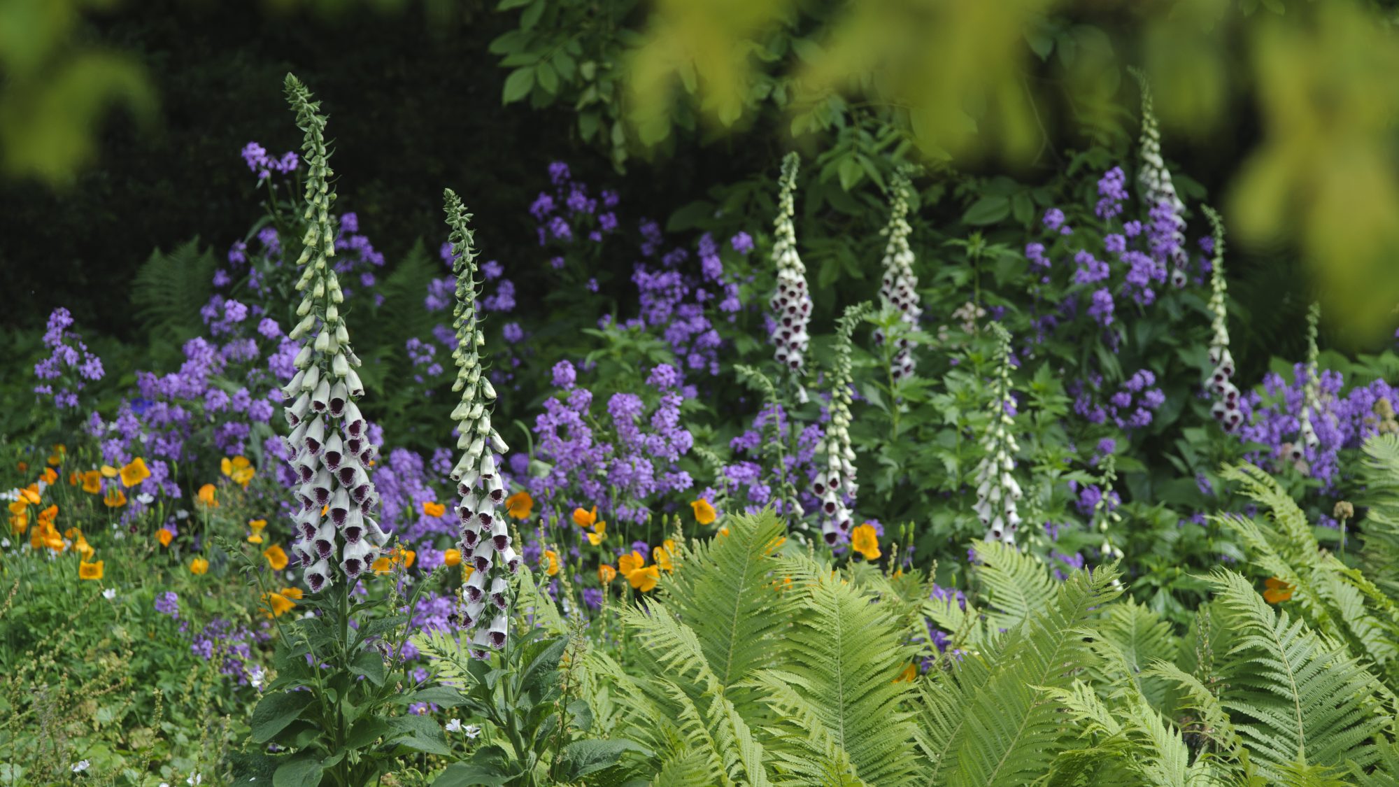 Purple and orange flowers grow amongst green ferns and trees.