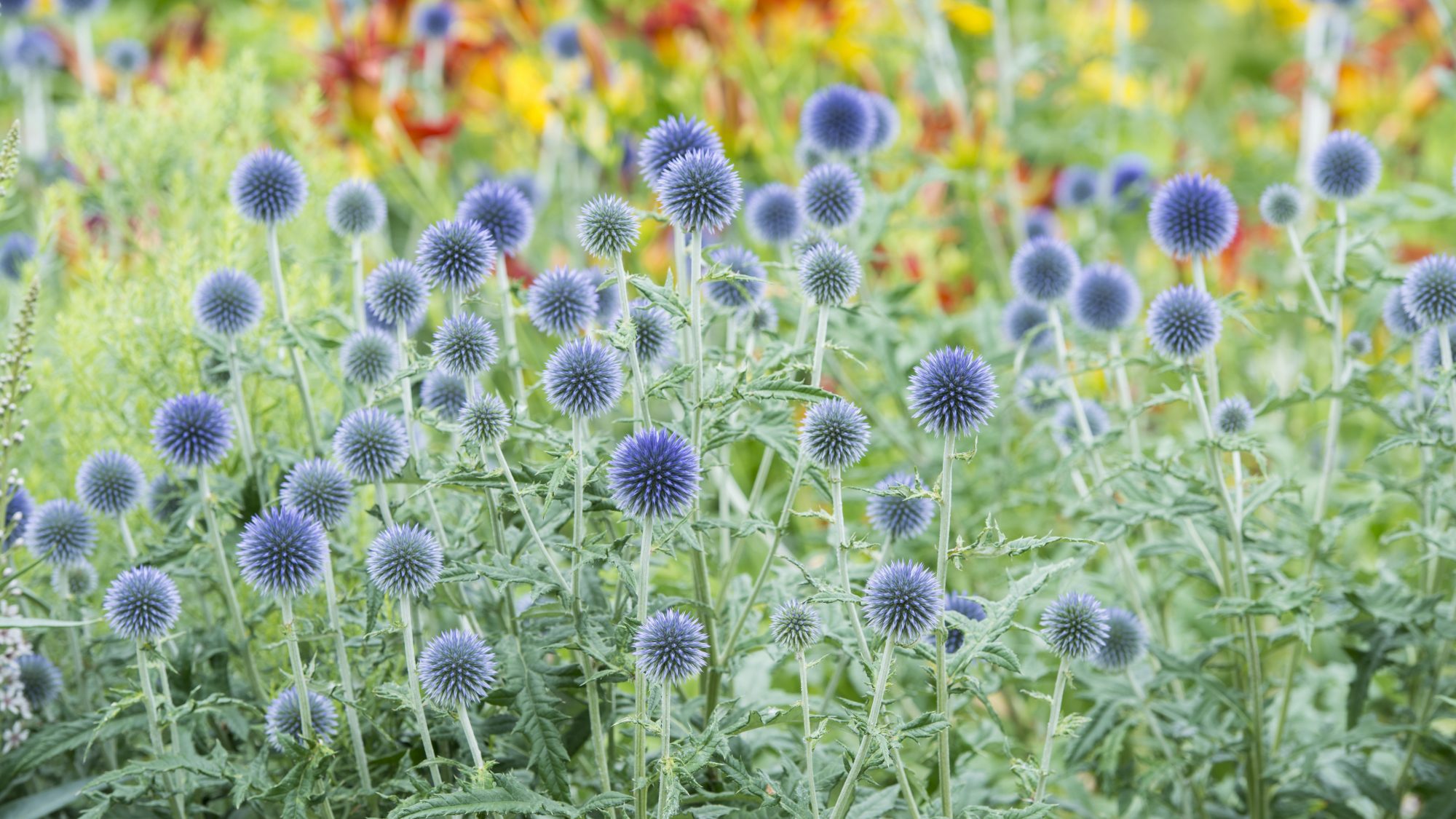 Spikey blue flowers in the dry meadow.