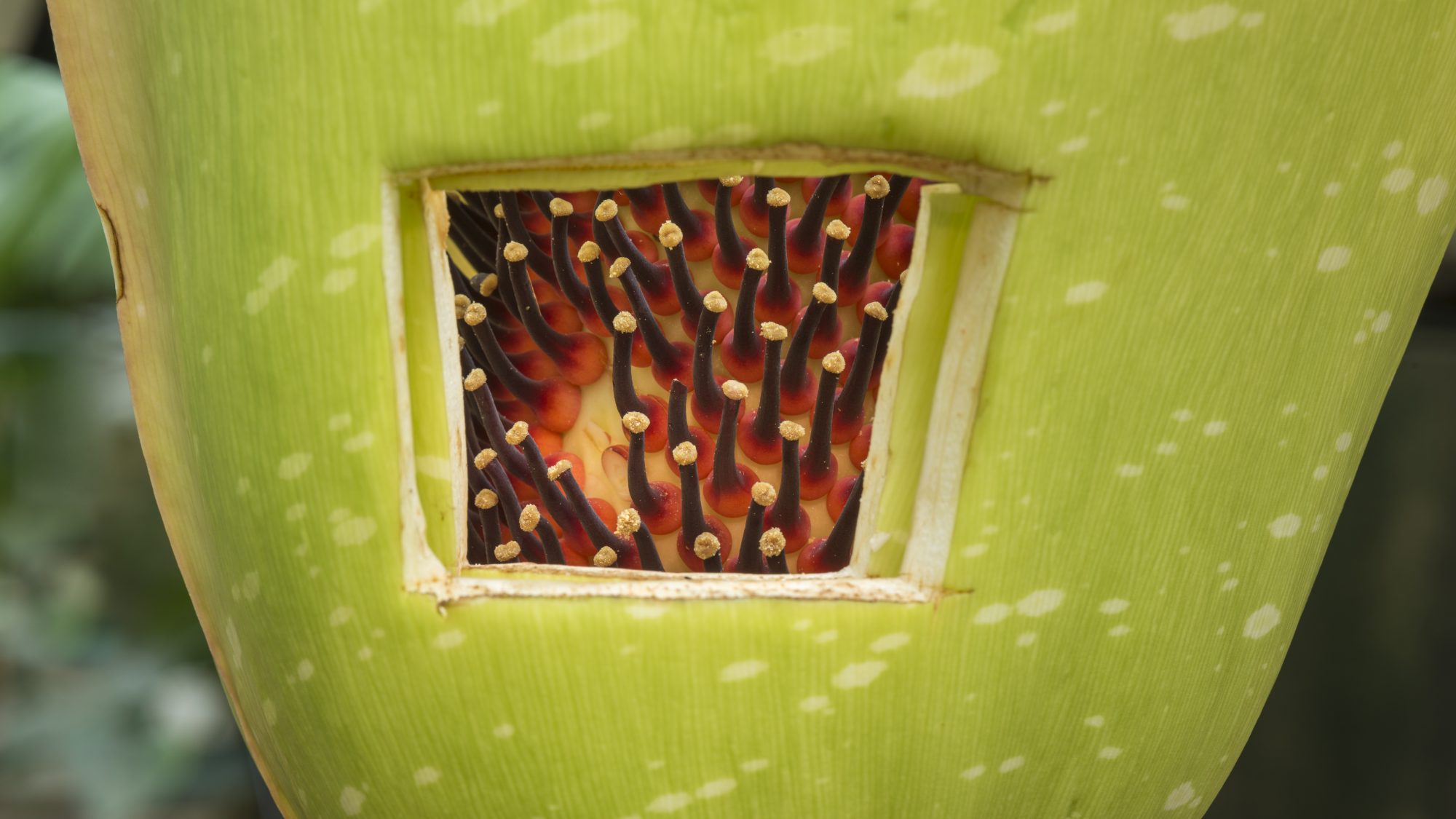 Amorphophallus titanum (Titan Arum), extracting pollen.  